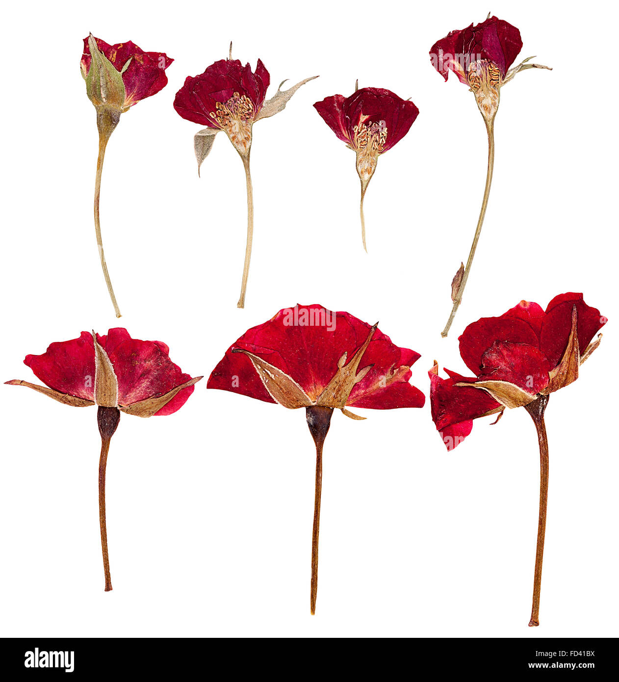 Dried Roses Poster - Posterton