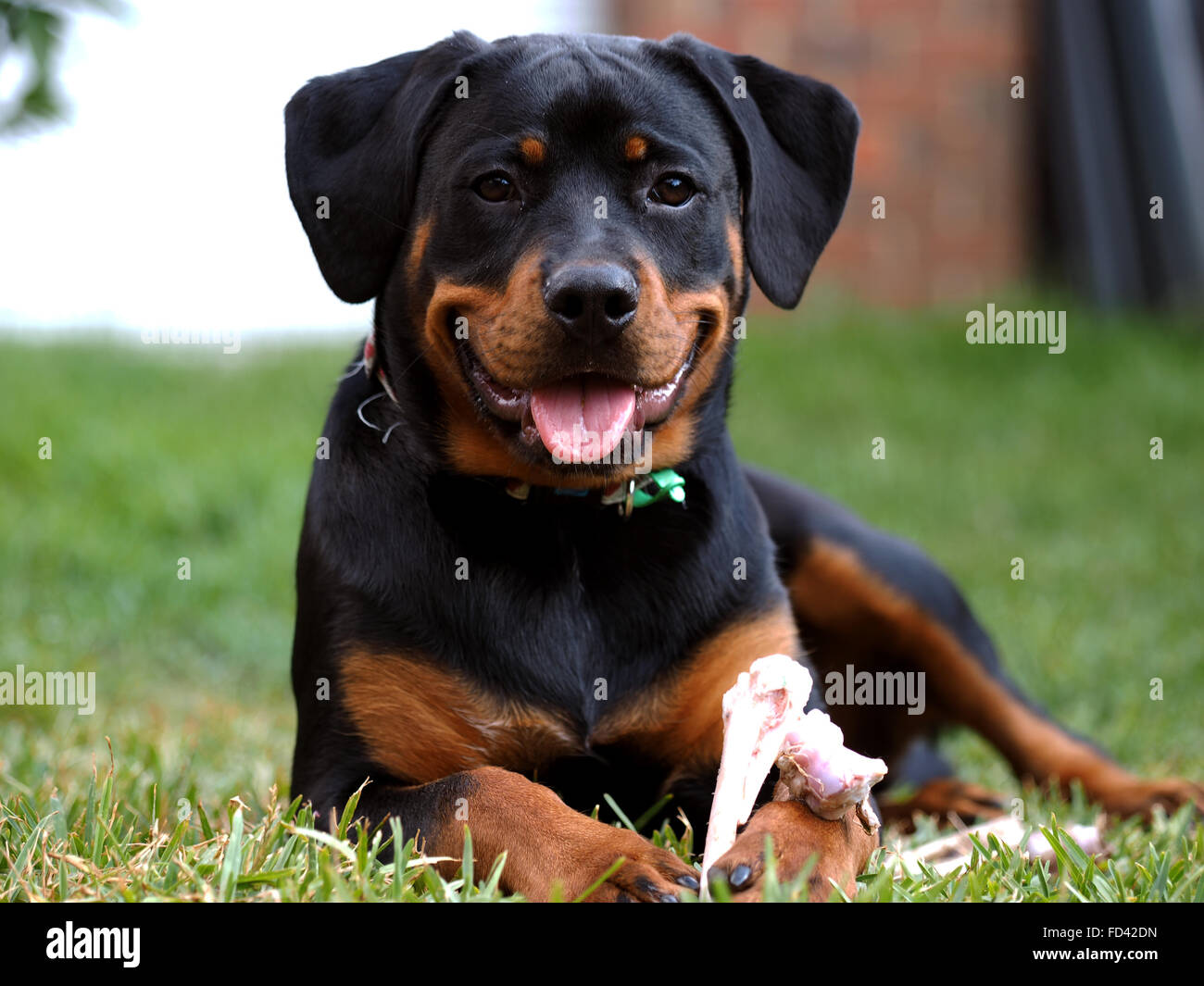 Purebred german rottweiler puppies sales
