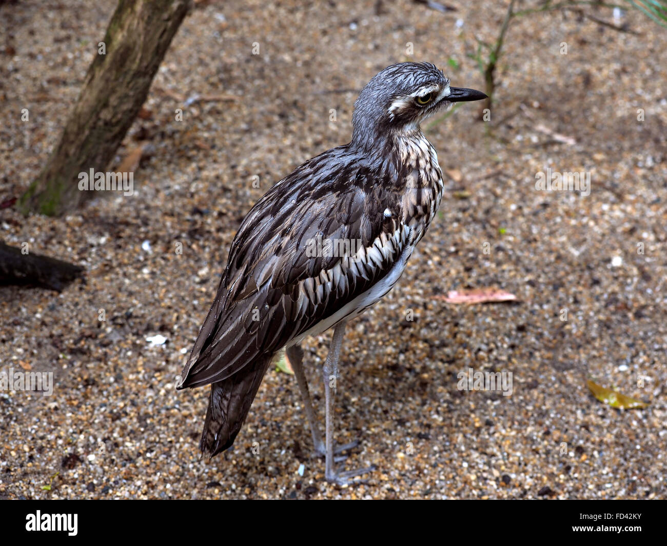 Tropical Bird Curlew Stock Photo