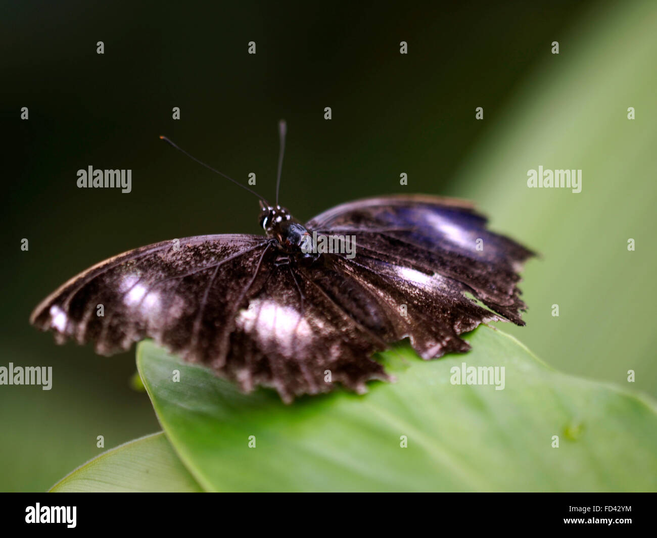 Butterfly Macro Fern Stock Photo