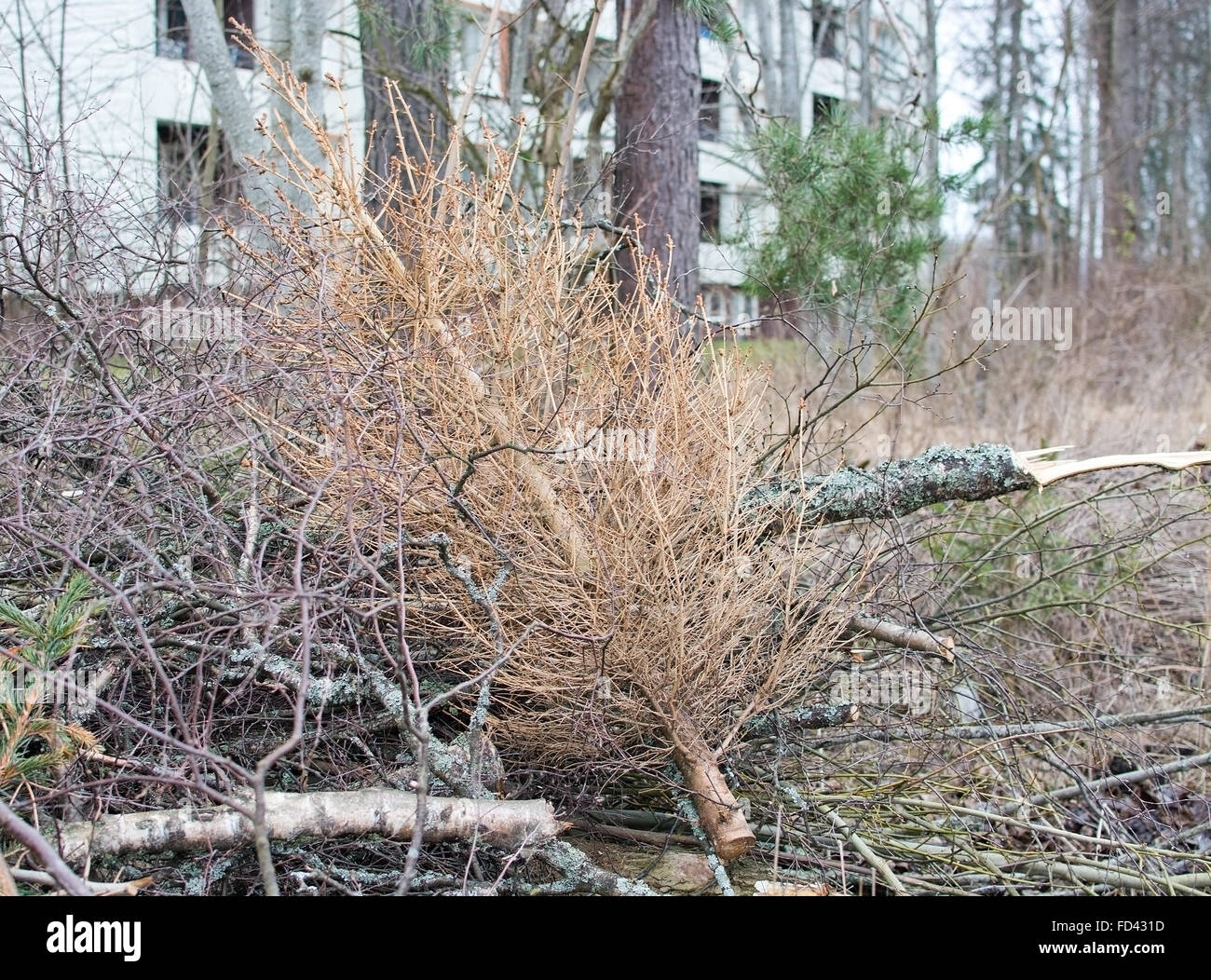 Thrown out old dry Christmas tree on heap of woods in Sweden in March. Stock Photo