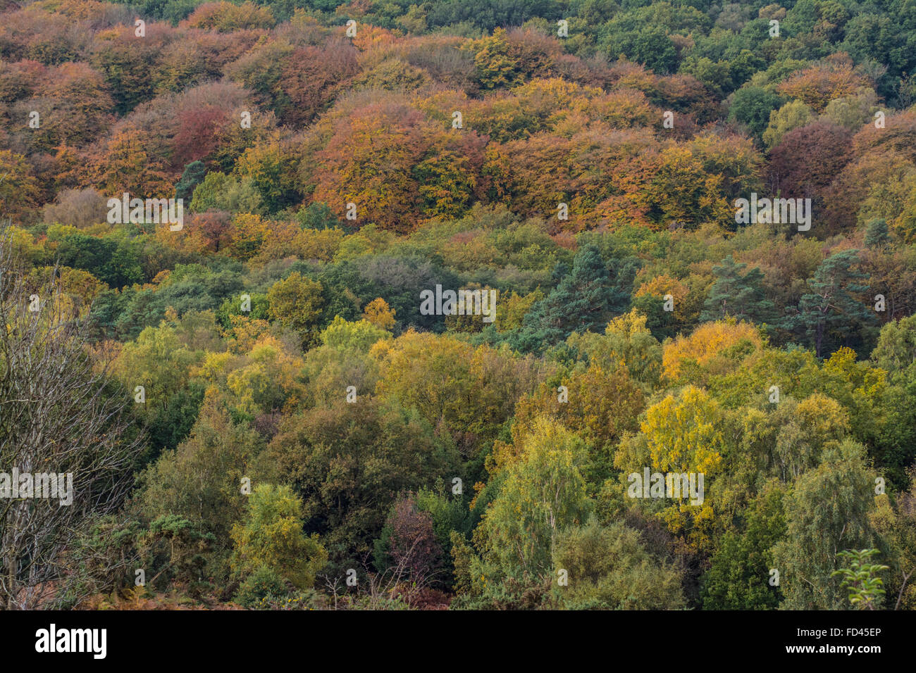 Autumn or fall colours of trees at Devil's Punchbowl, Hindhead, Surrey, England, UK Stock Photo