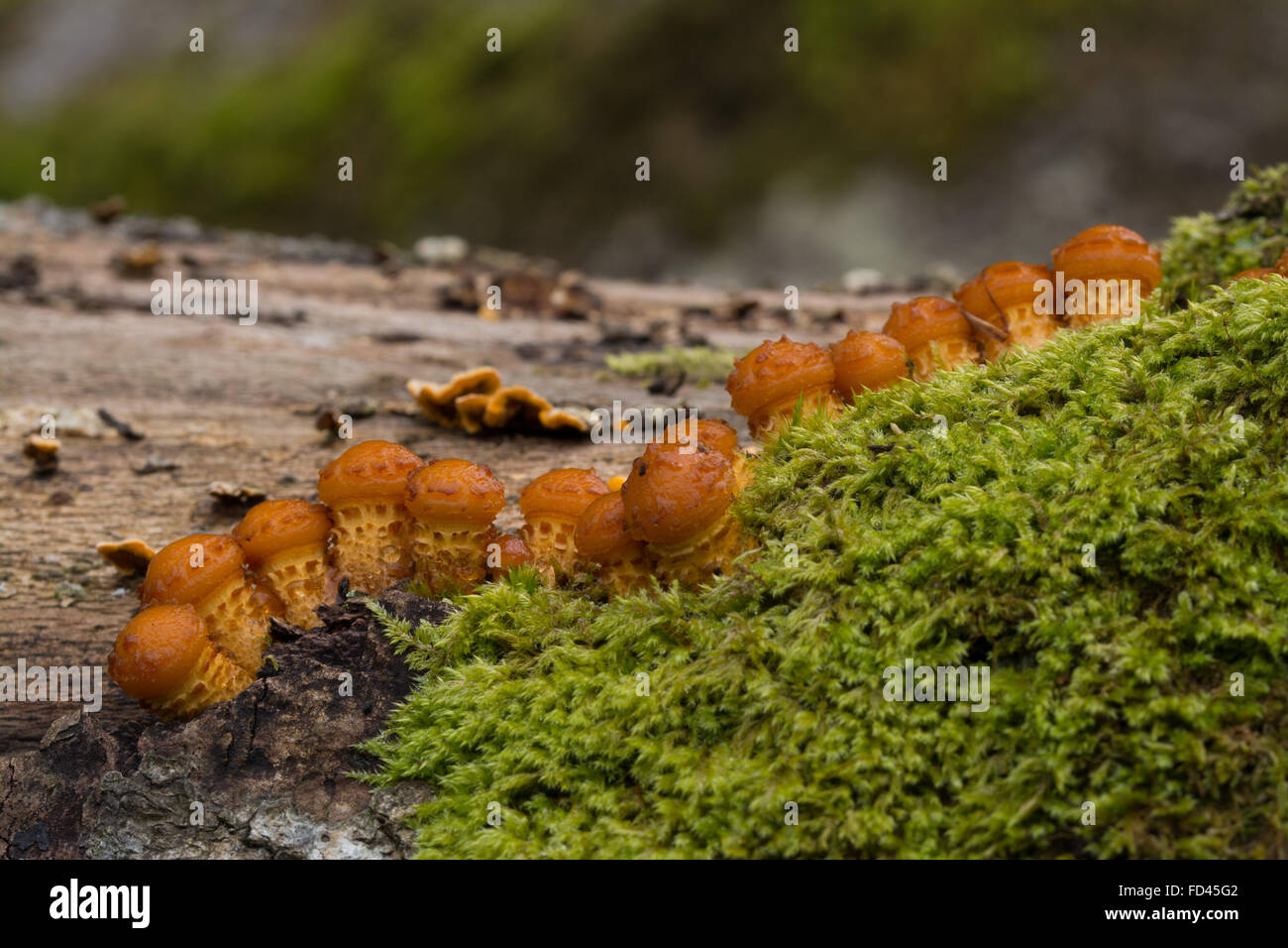 Row of toadstools on oak tree stump in New Forest, Hampshire, England Stock Photo