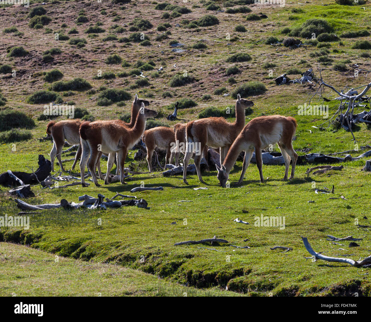 Patagonia fauna hi-res stock photography and images - Alamy