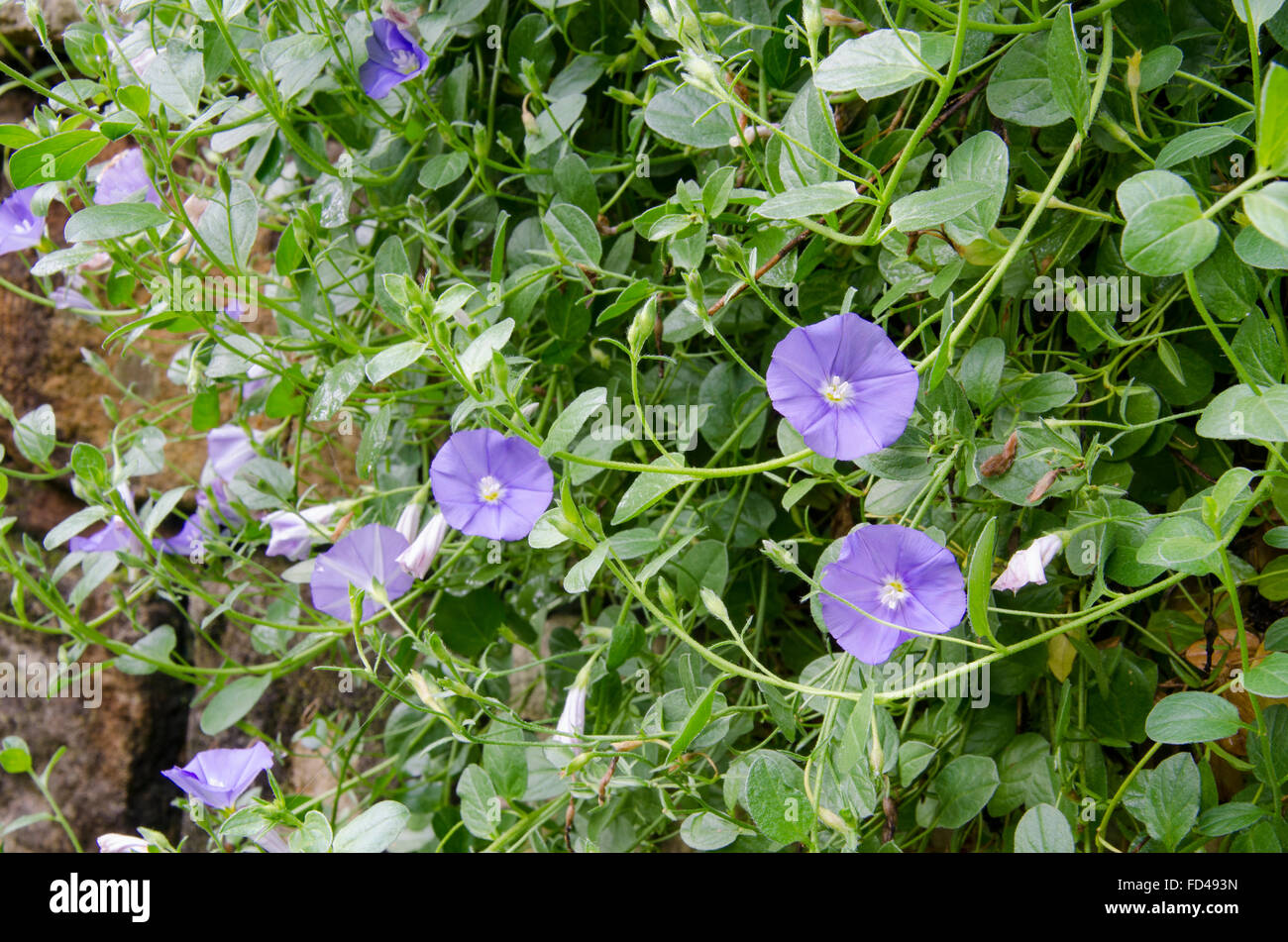 A flowering Convolvulus creeper plant hangs over a stone wall in a Sydney garden Stock Photo