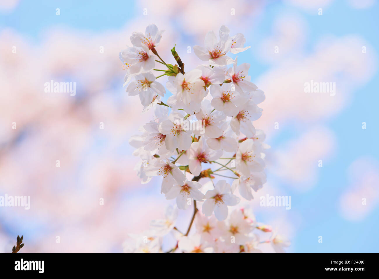Hibiya park blossom hi-res stock photography and images - Alamy