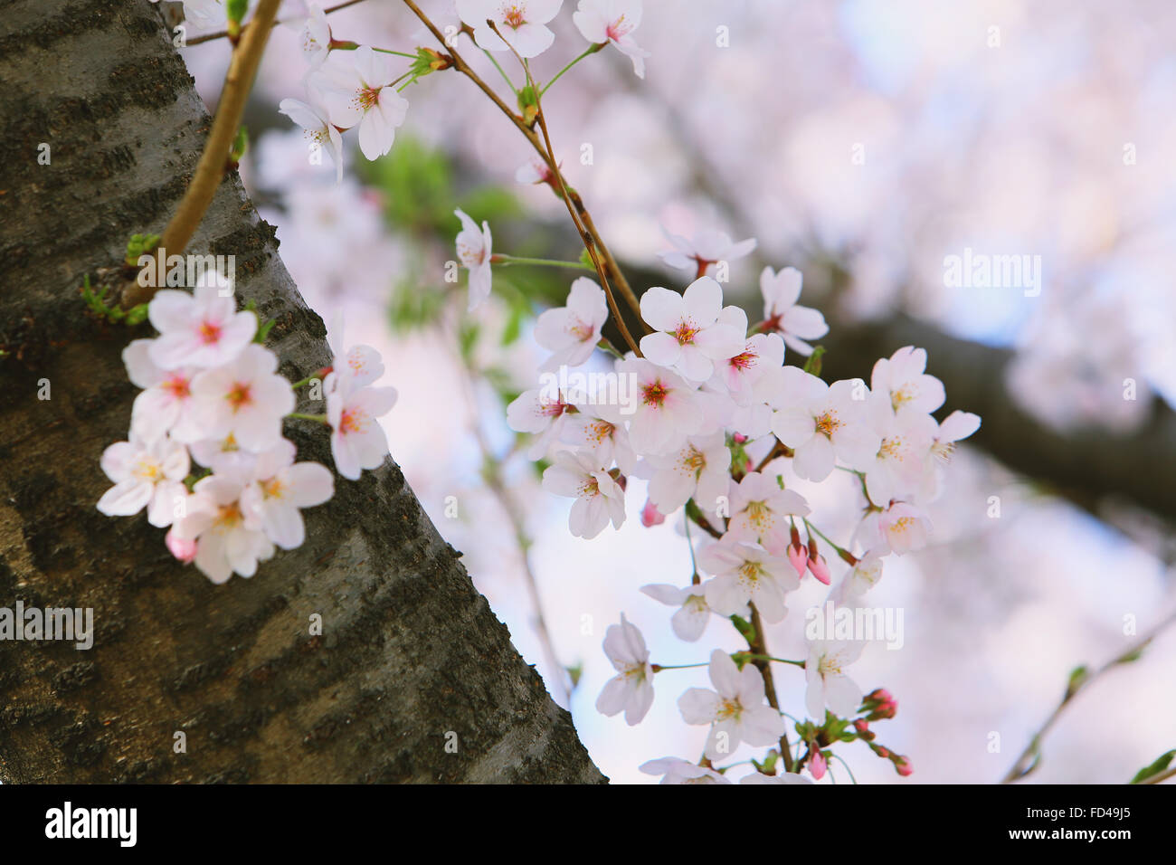 Hibiya park blossom hi-res stock photography and images - Alamy