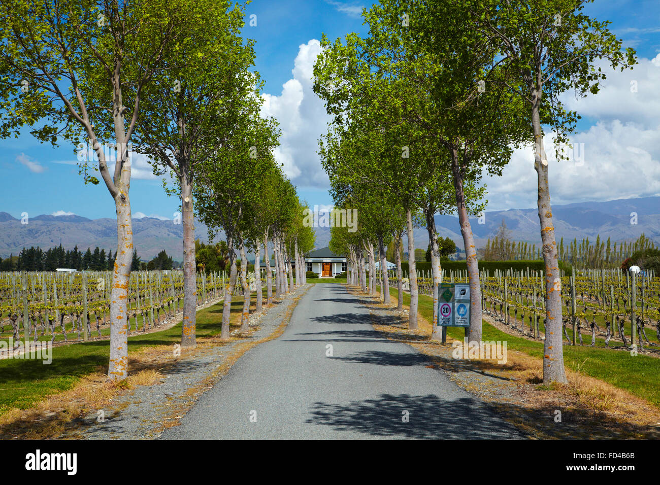 Driveway and vineyard, Renwick, near Blenheim, Marlborough, South