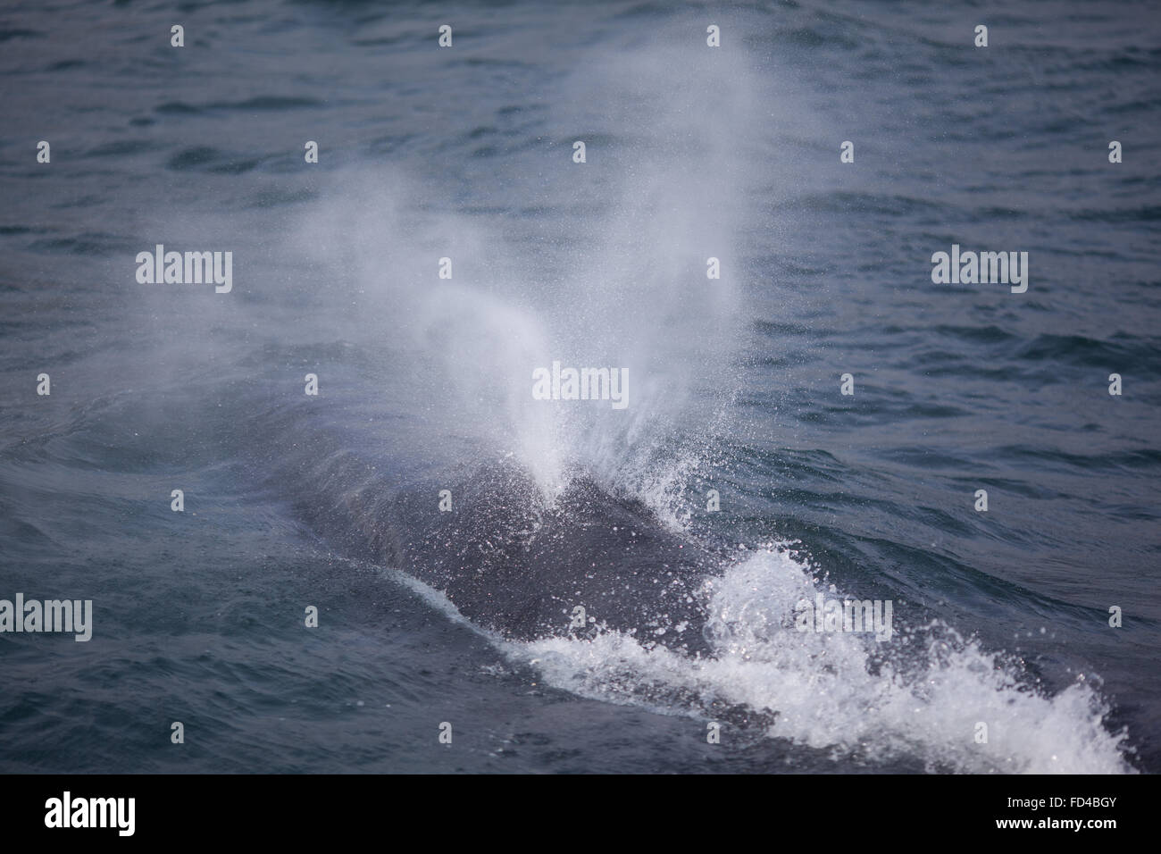 Whale spraying water hires stock photography and images Alamy