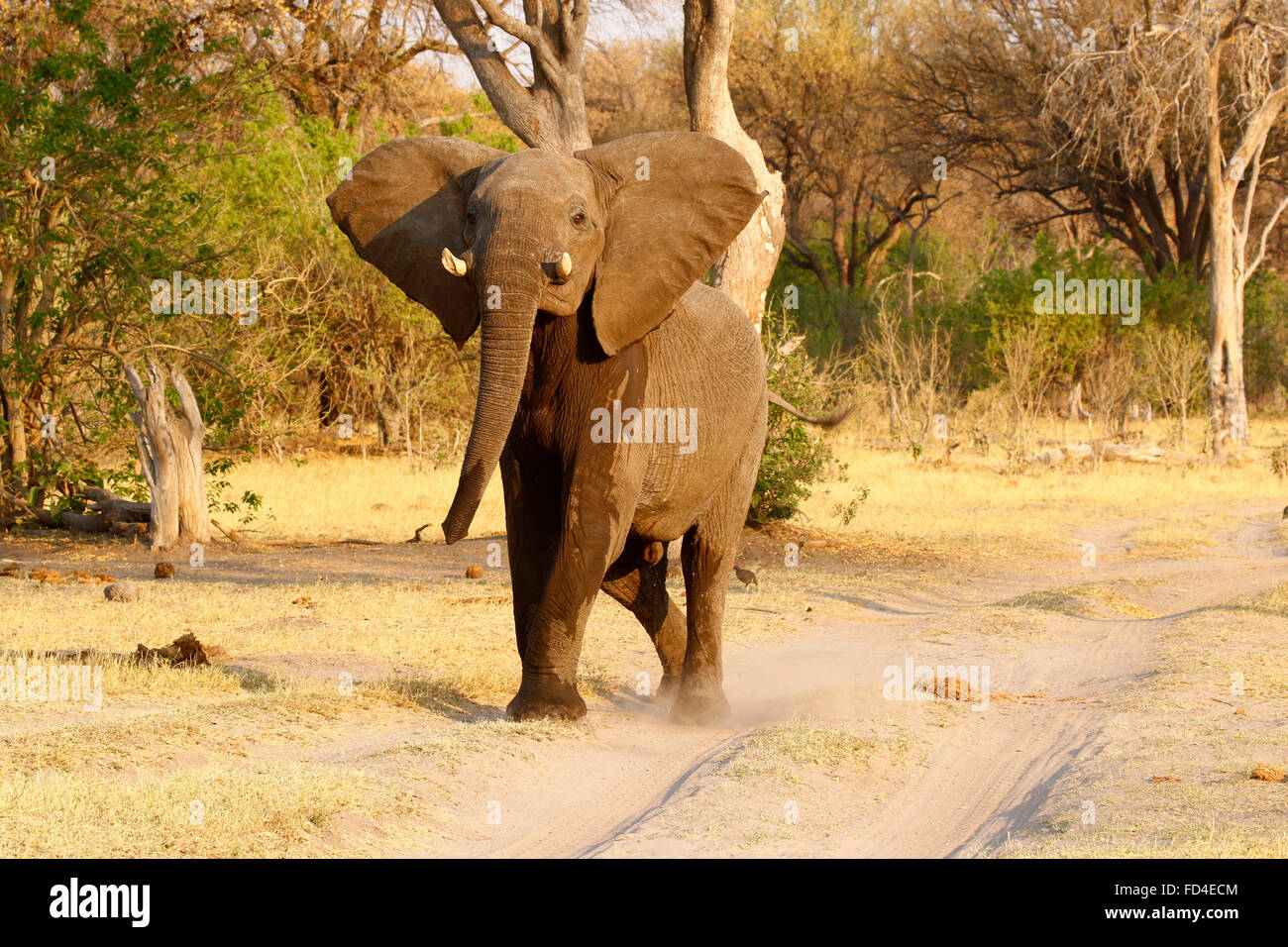 African bush Elephants are our largest living terrestrial animal