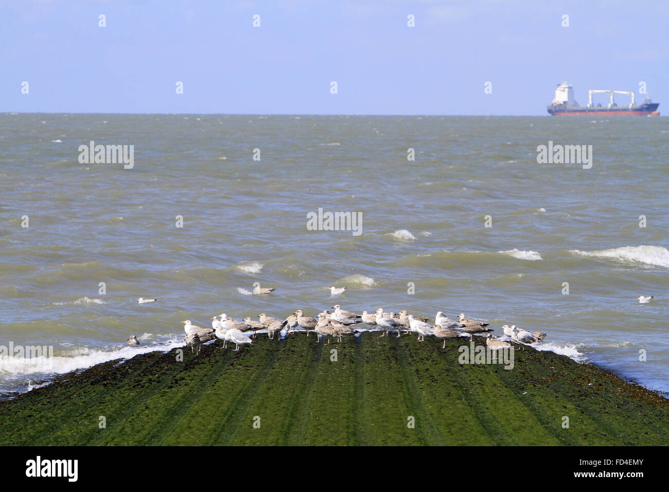 Gulls on the shore. Stock Photo
