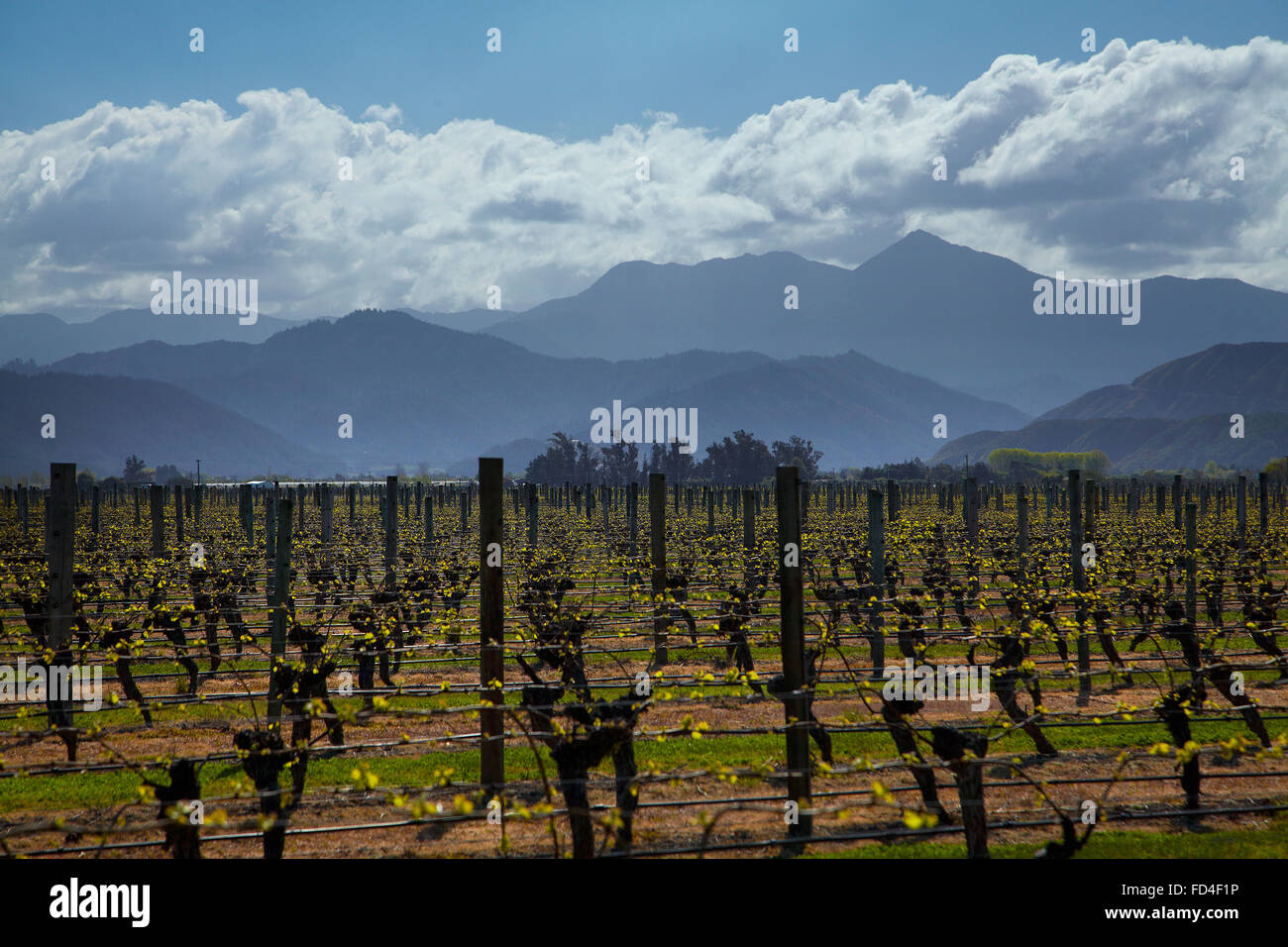 Vineyard, Renwick, near Blenheim, Marlborough, South Island, New