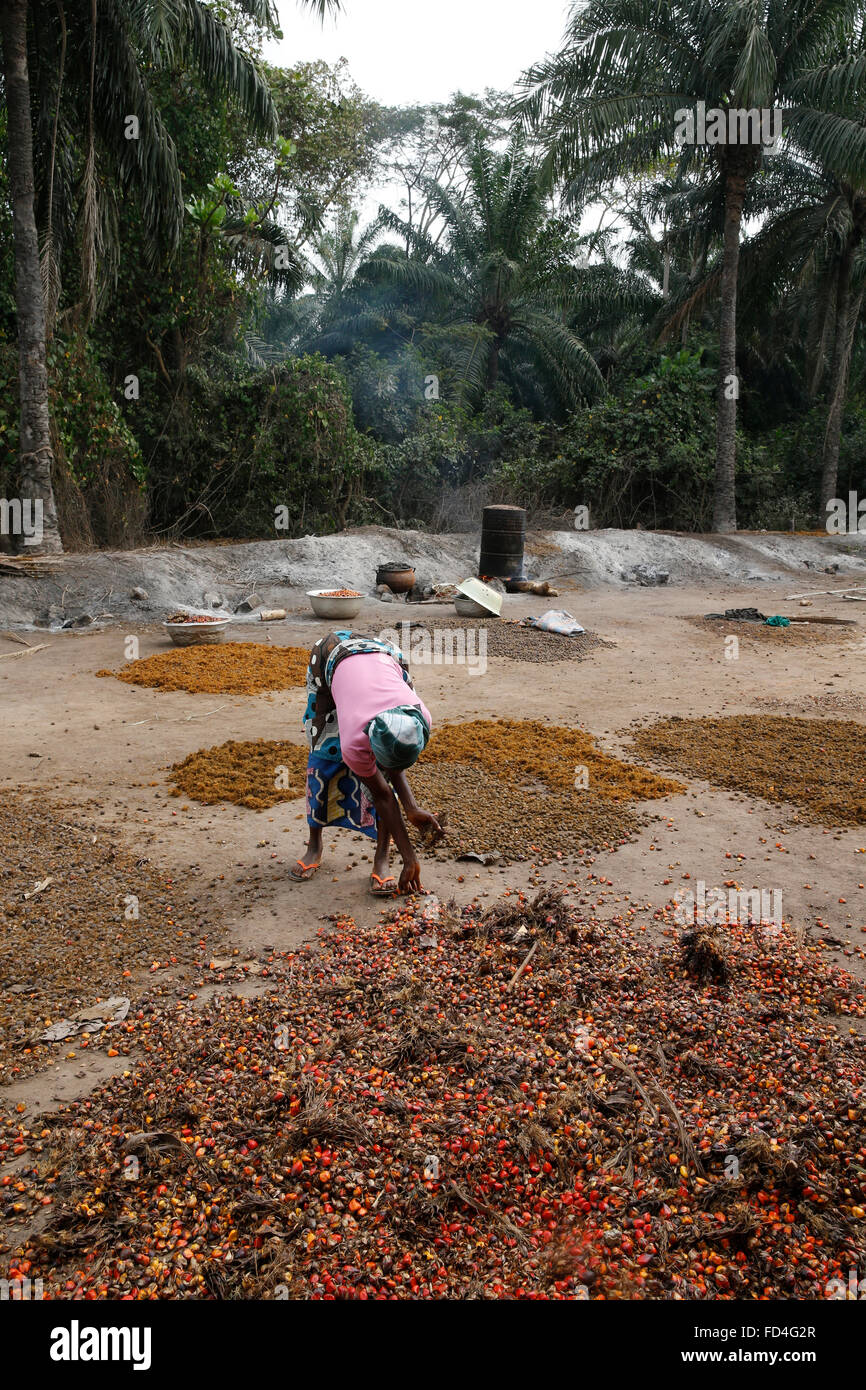 Workers' cooperative making palm oil Stock Photo Alamy
