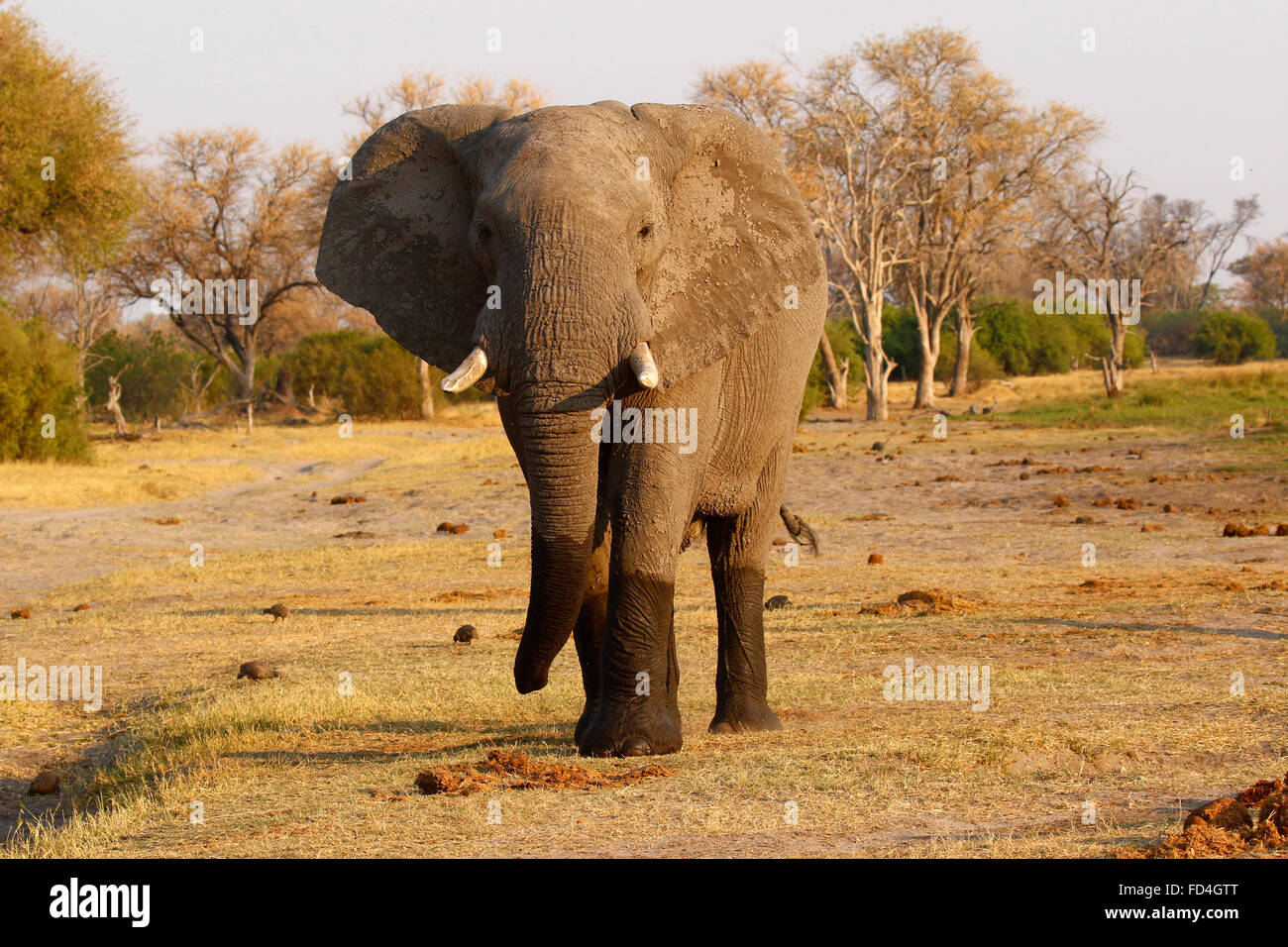 african-bush-elephants-are-our-largest-living-terrestrial-animal