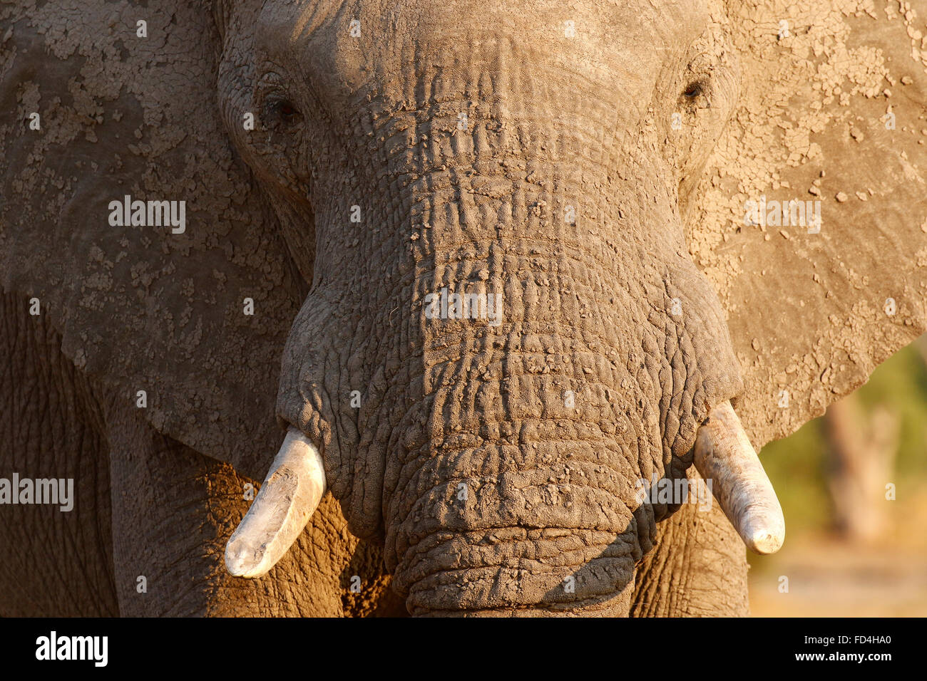african-bush-elephants-are-our-largest-living-terrestrial-animal