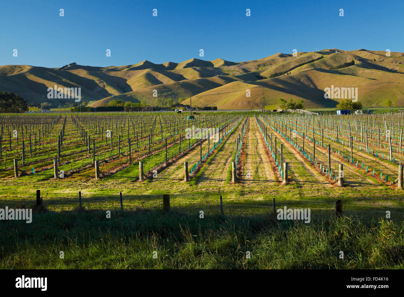 Vineyard and Wither Hills, near Blenheim, Marlborough, South Island, New Zealand Stock Photo