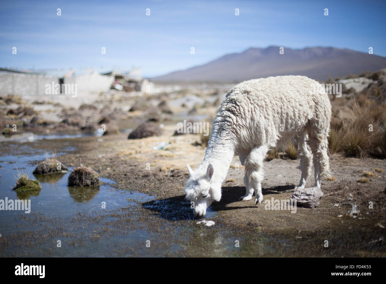 Alpaca Drinking Water Stock Photo Alamy