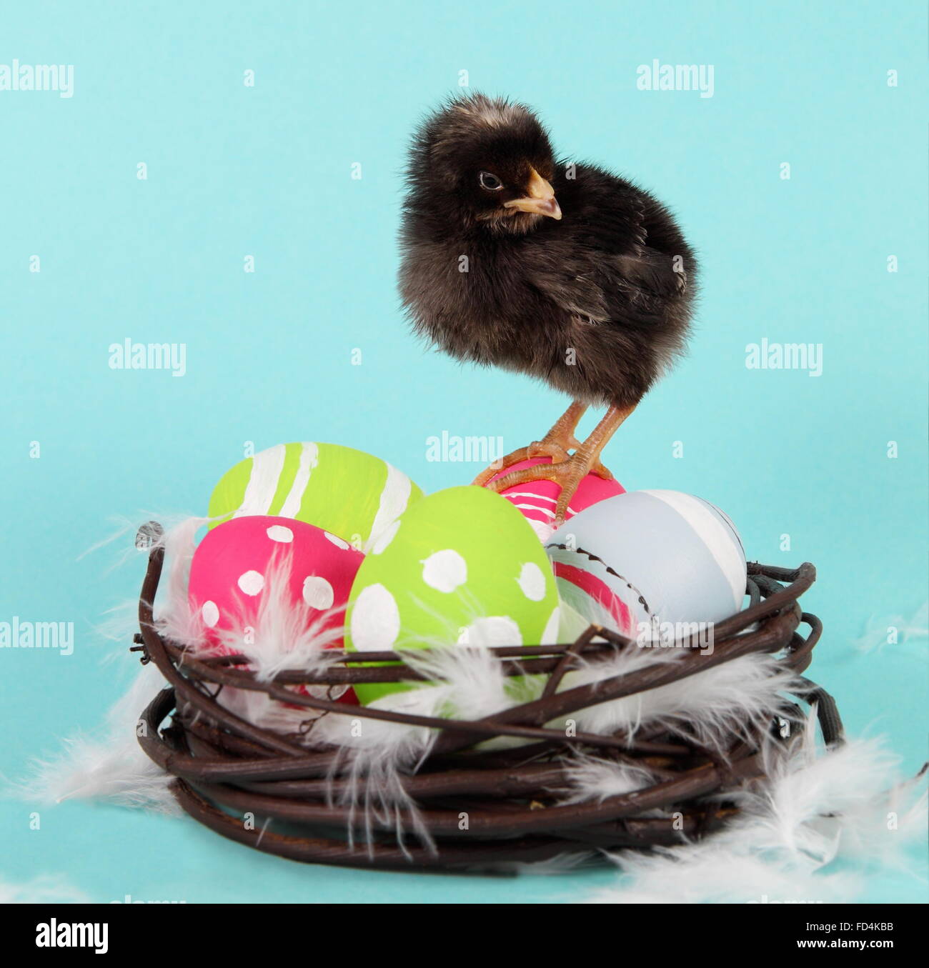 Black Chicken Chick and Bright Easter Eggs Stock Photo