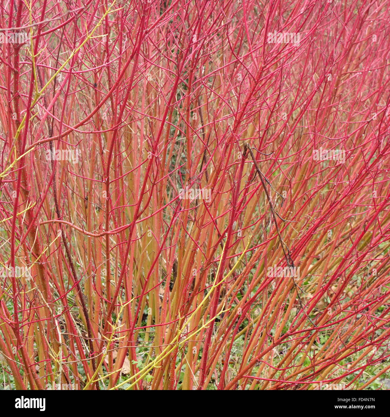 Red Cornus Stems in Winter Stock Photo