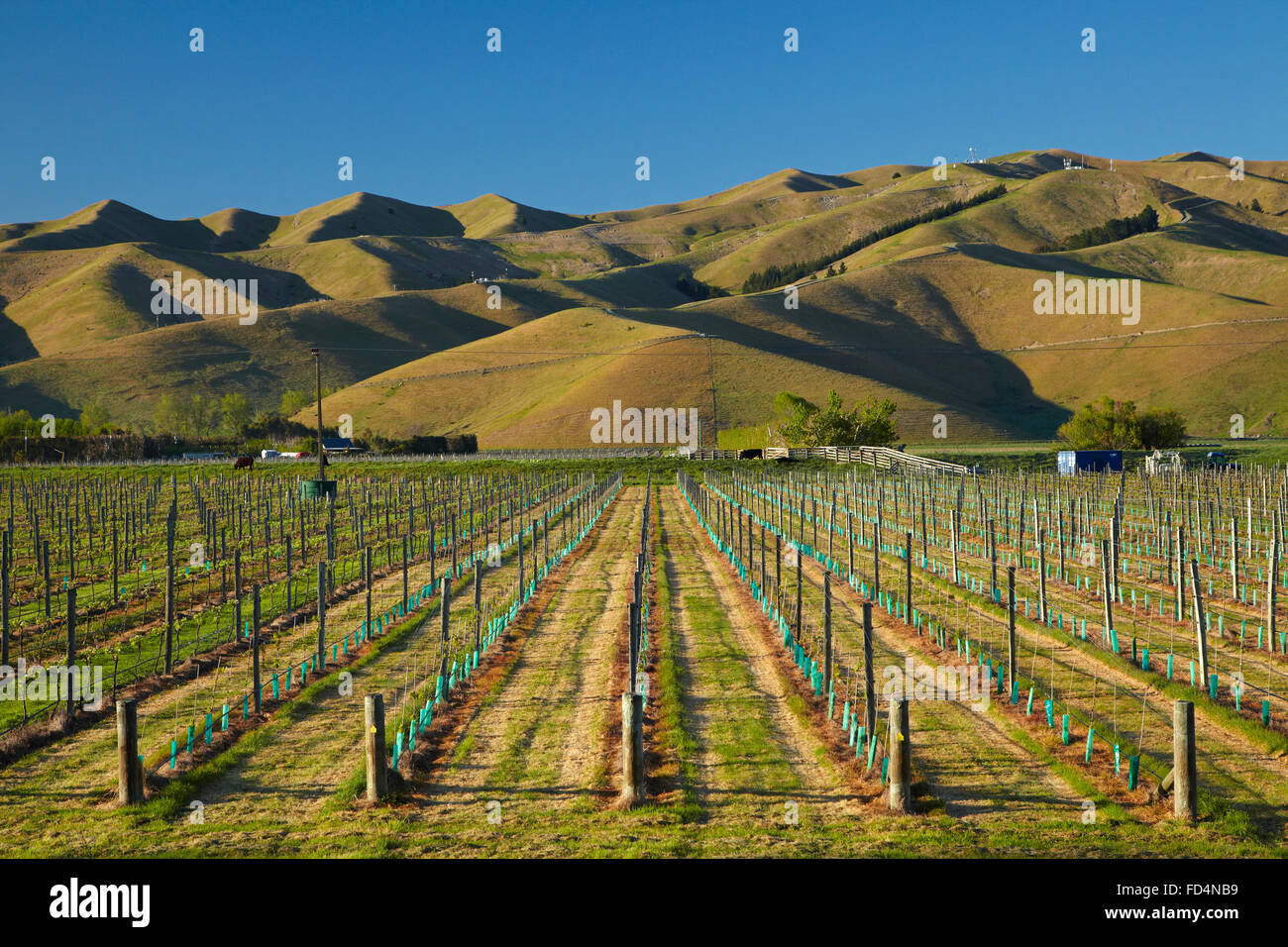 Vineyard and Wither Hills, near Blenheim, Marlborough, South Island, New Zealand Stock Photo