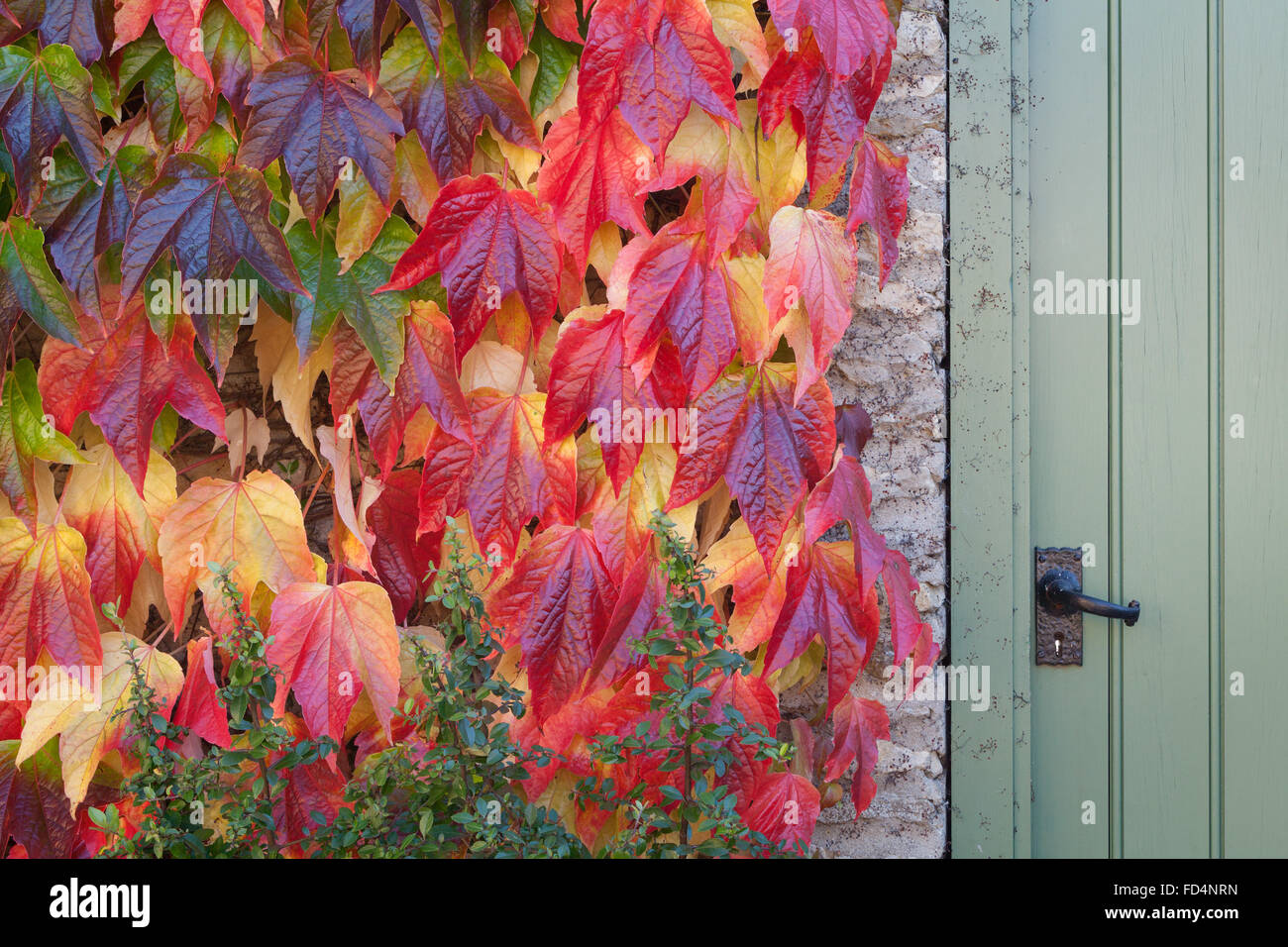 Parthenocissus tricuspidata 'Veitchii' - small-leaved Virginia creeper.  Brightwater Gardens, Saxby, Lincolnshire, UK Stock Photo - Alamy