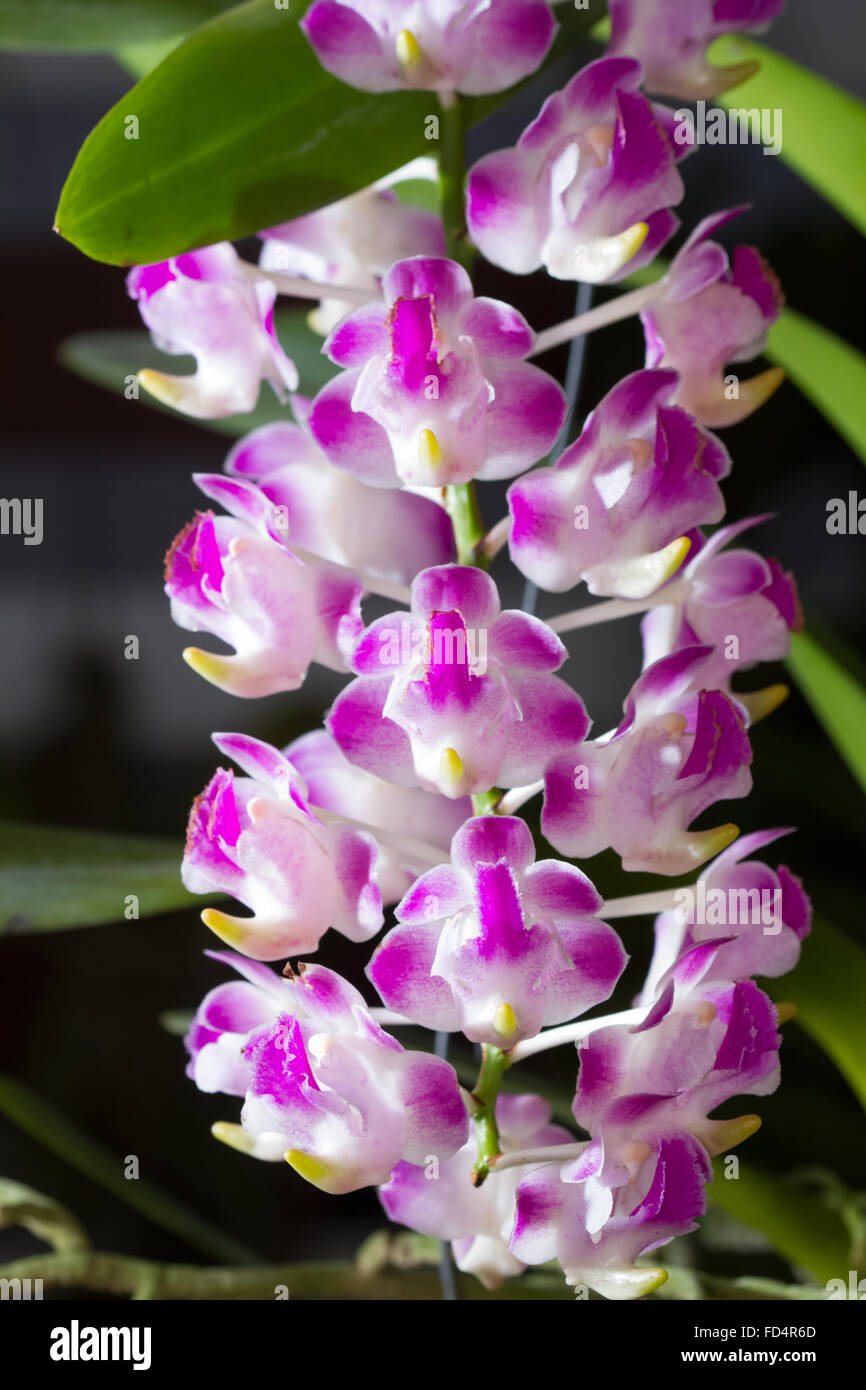 fragrant orchid flowers in the botanic garden Stock Photo - Alamy