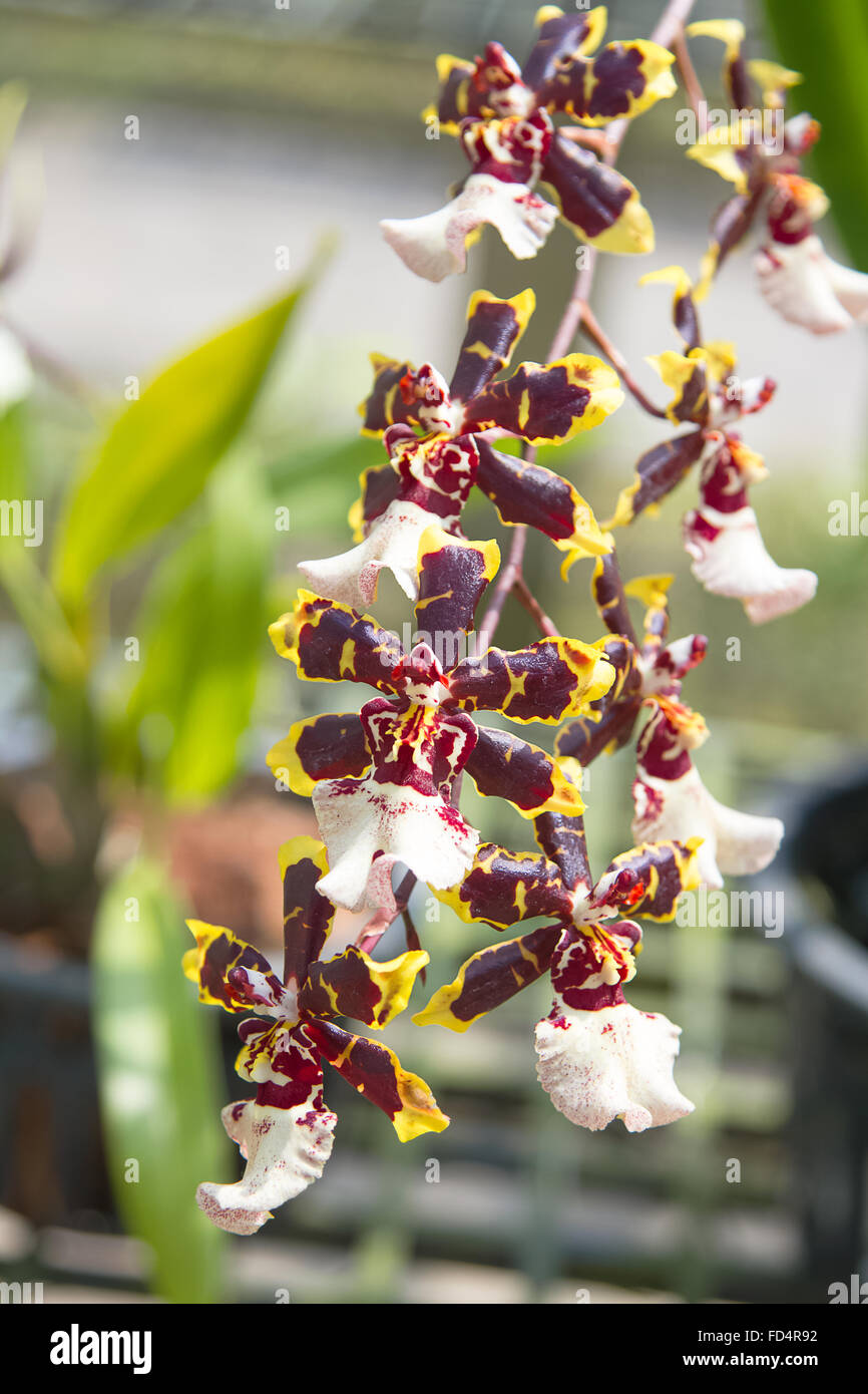 Yellow oncidium orchids bloom in the tropical garden Stock Photo