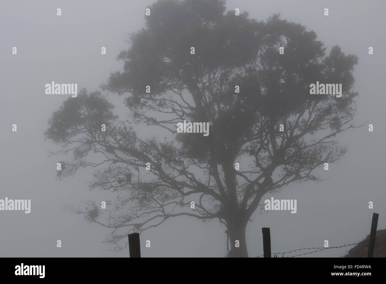 Fog silhouette hi-res stock photography and images - Alamy
