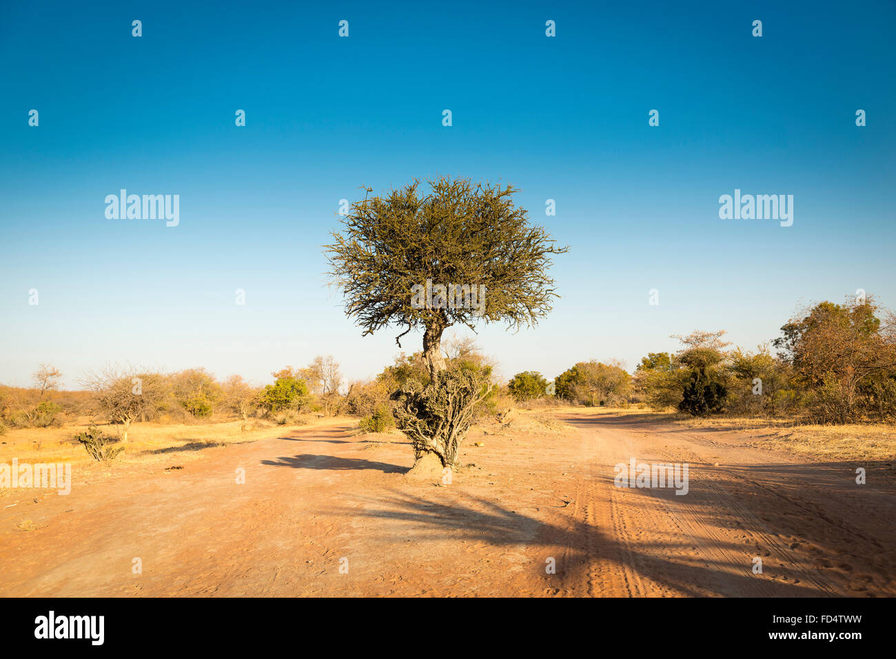 The classic African Acacia tree, a symbol of Africa, grows wild in the dry Botswana landscape Stock Photo