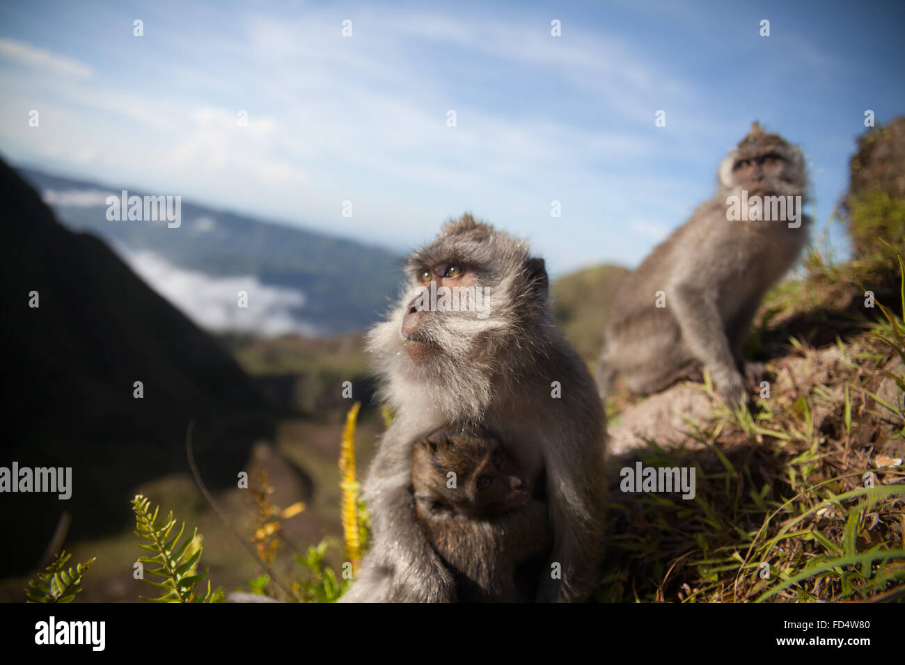 Monkeys In Mountains Stock Photo