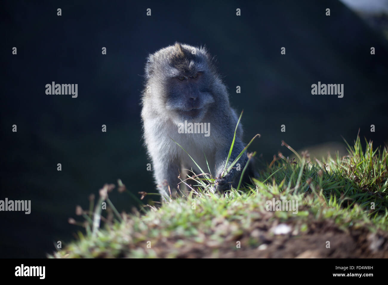 Monkey Using A Comb Monkey Grabbing Grass Stock Photo - Alamy
