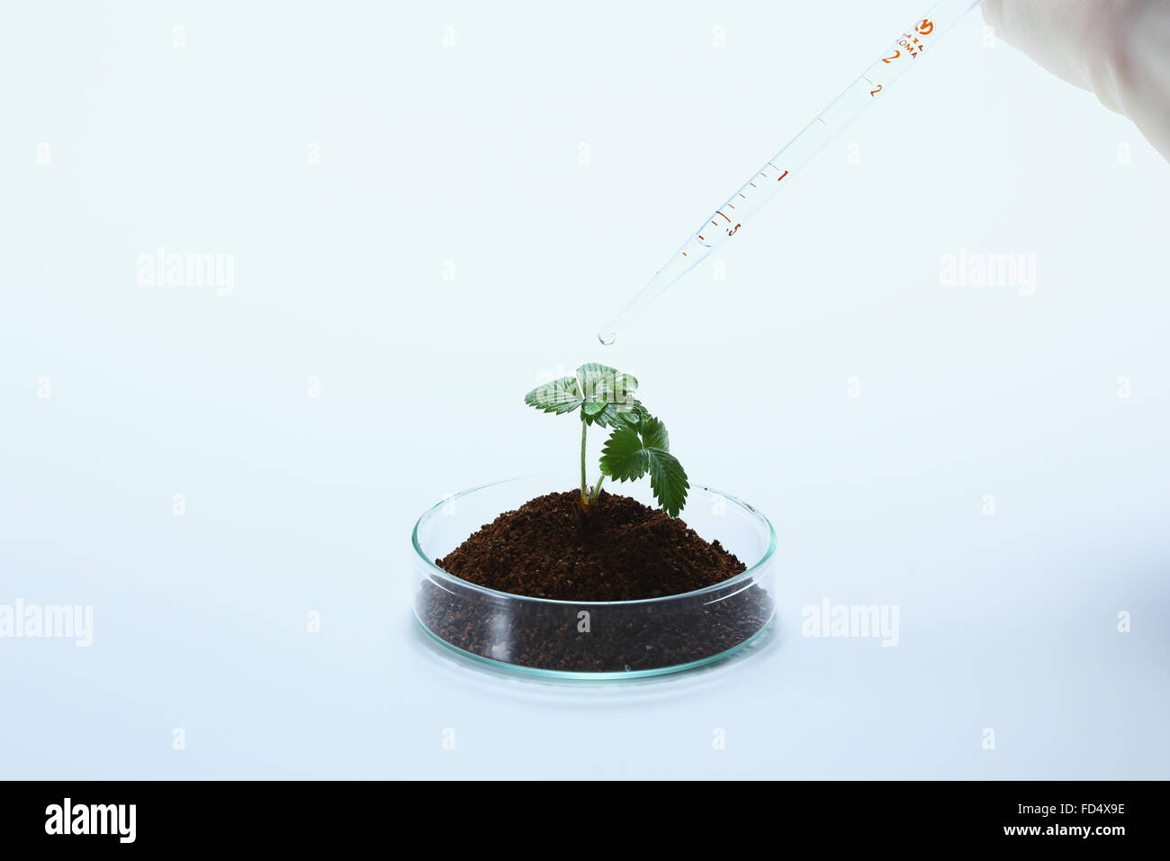 Plant grown in the lab Stock Photo Alamy