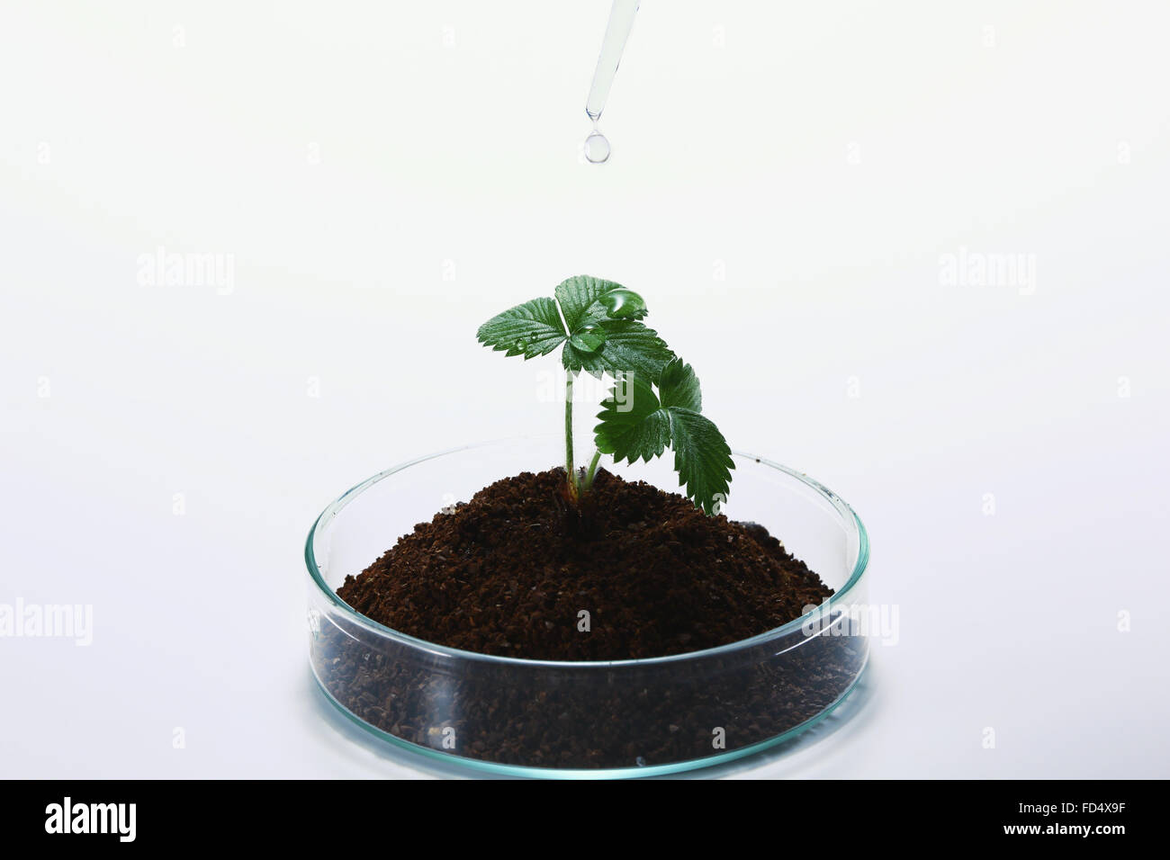 Plant grown in the lab Stock Photo Alamy