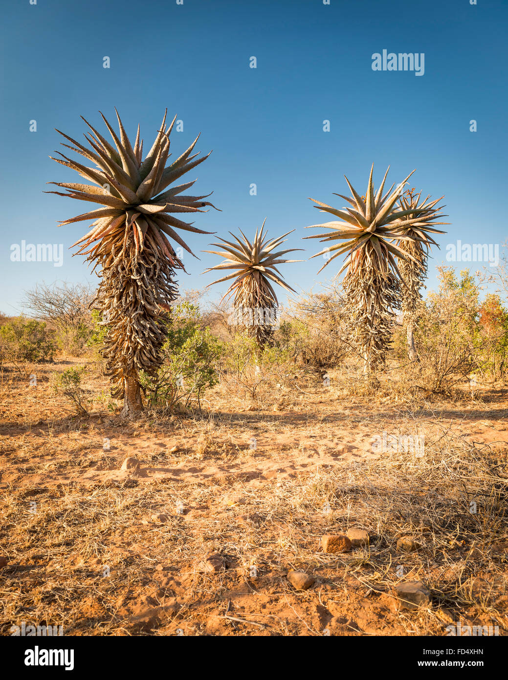 Wild growing aloe vera trees in a desert landscape in Botswana, Africa Stock Photo