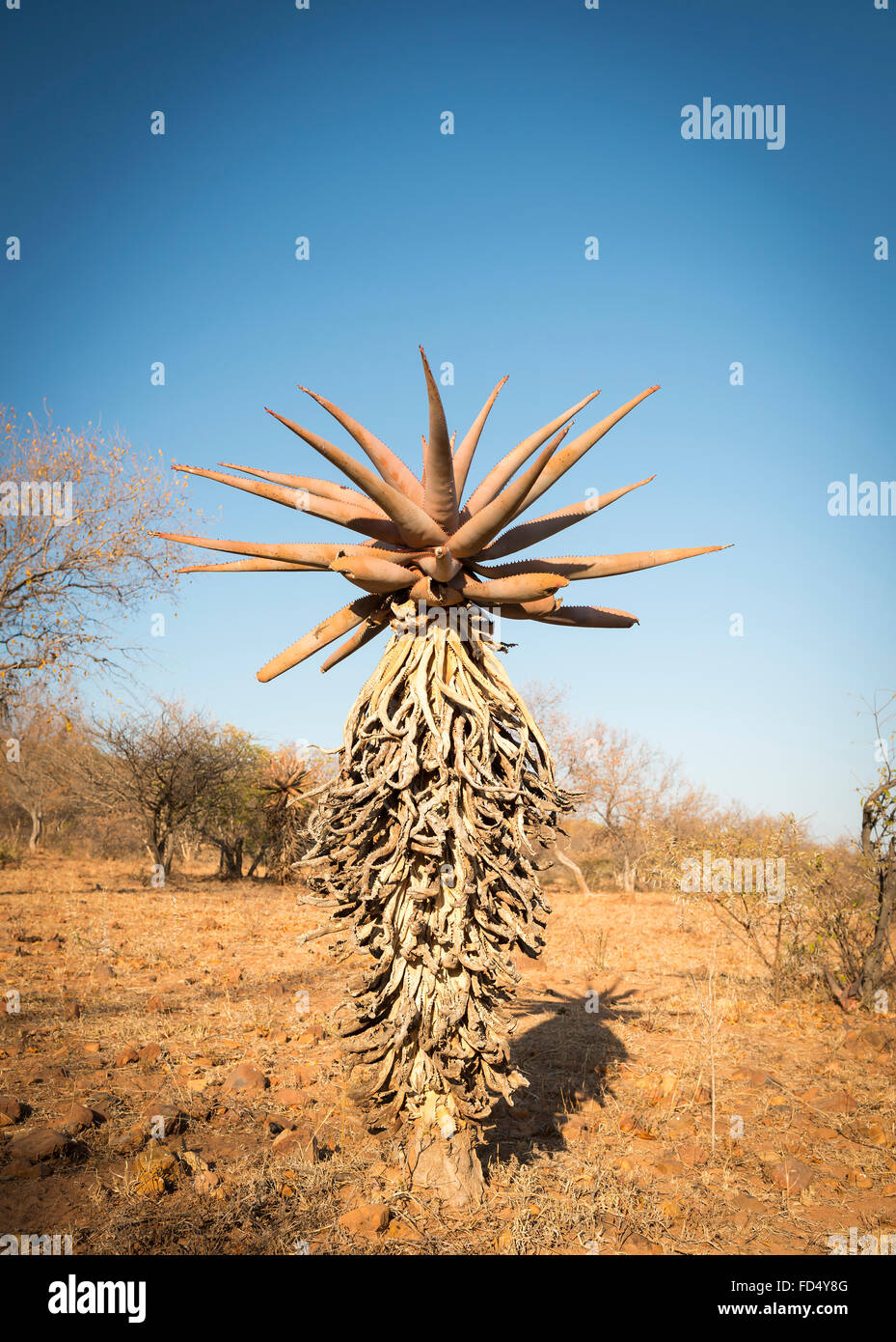 Wild growing aloe vera trees in a desert landscape in Botswana, Africa  Stock Photo - Alamy
