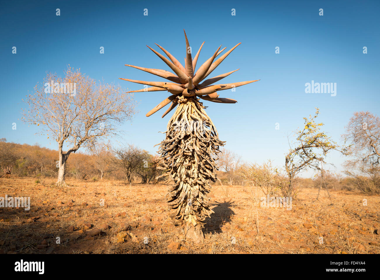 Wild growing aloe vera trees in a desert landscape in Botswana, Africa Stock Photo