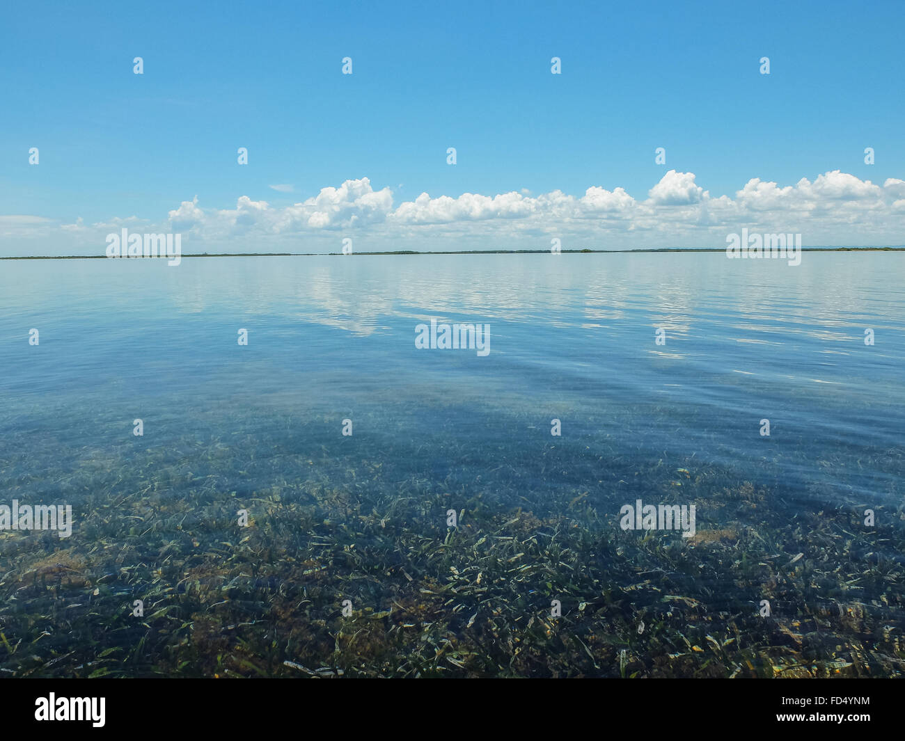 Shallow Sea With Luxuriant Algae Growing On Bottom Stock Photo