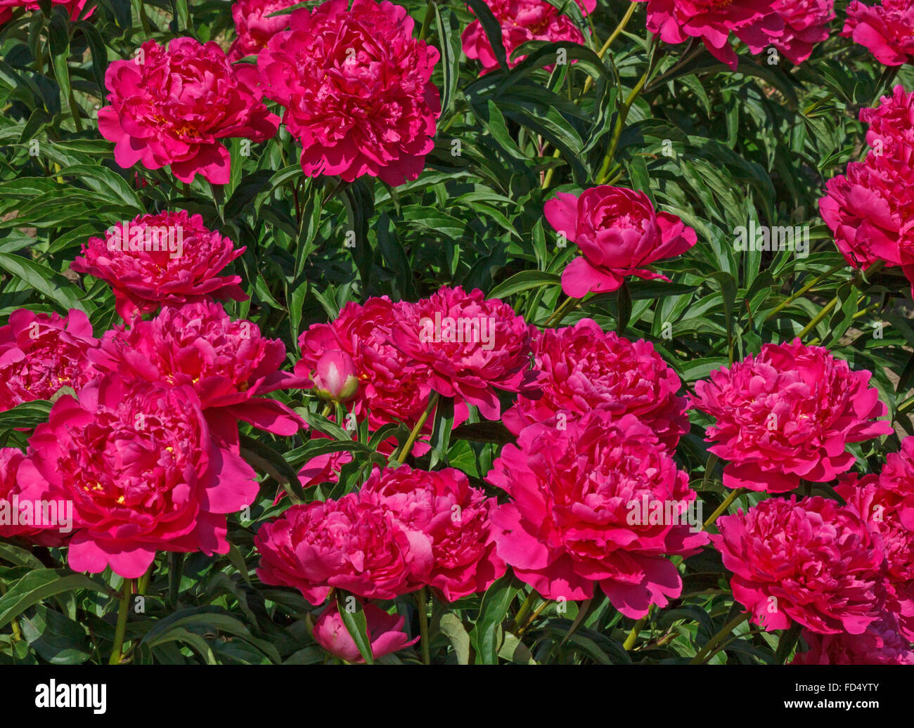 pink peonies in garden at summer Stock Photo - Alamy