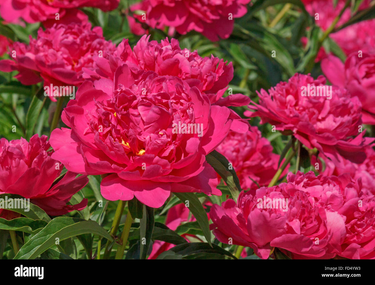 pink peonies in garden at summer Stock Photo - Alamy