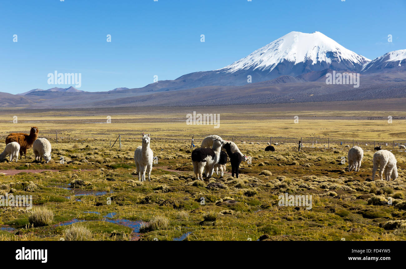 landscape of the Andes Mountains, with snowcovered volcano in the background, and a group of