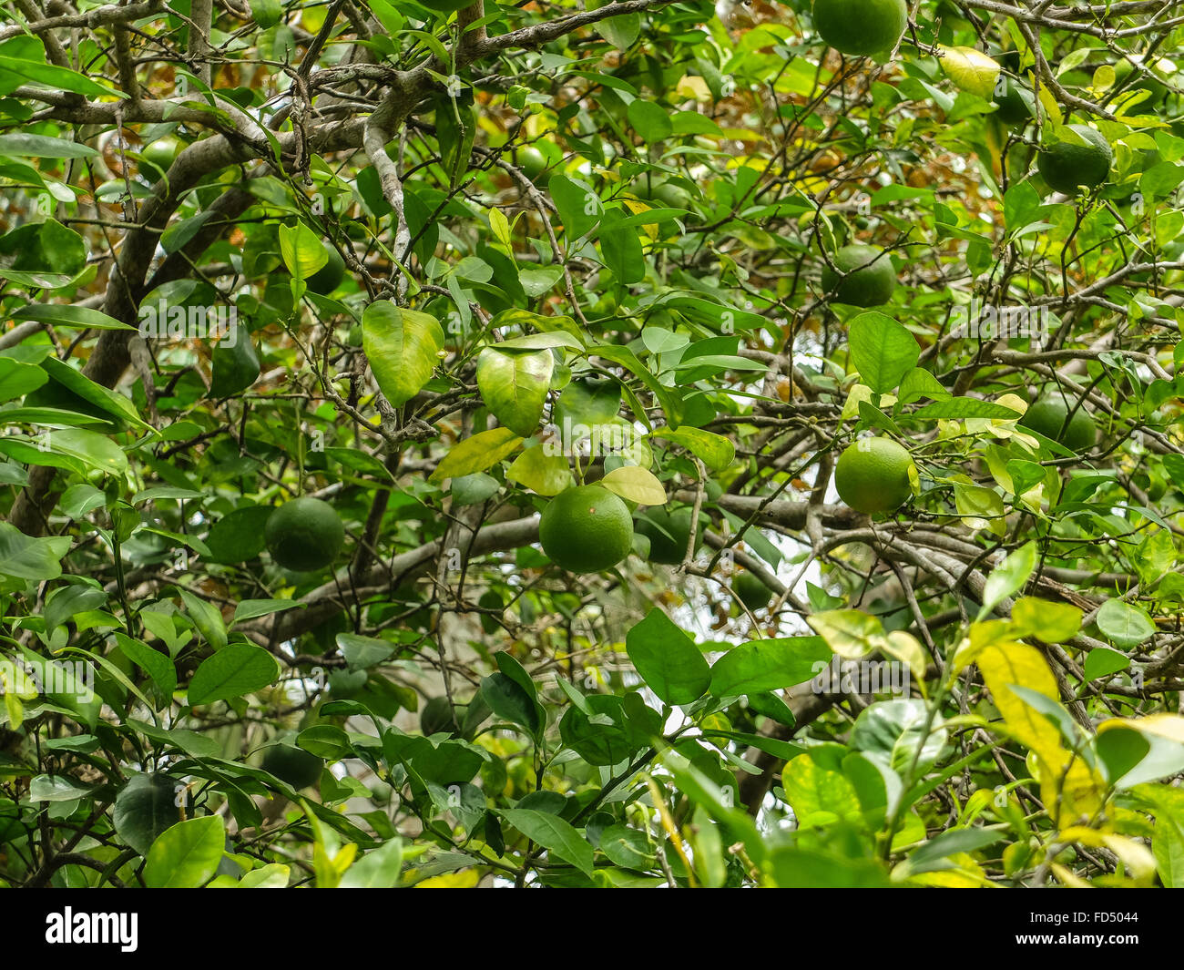 View Of Lime Tree Stock Photo - Alamy