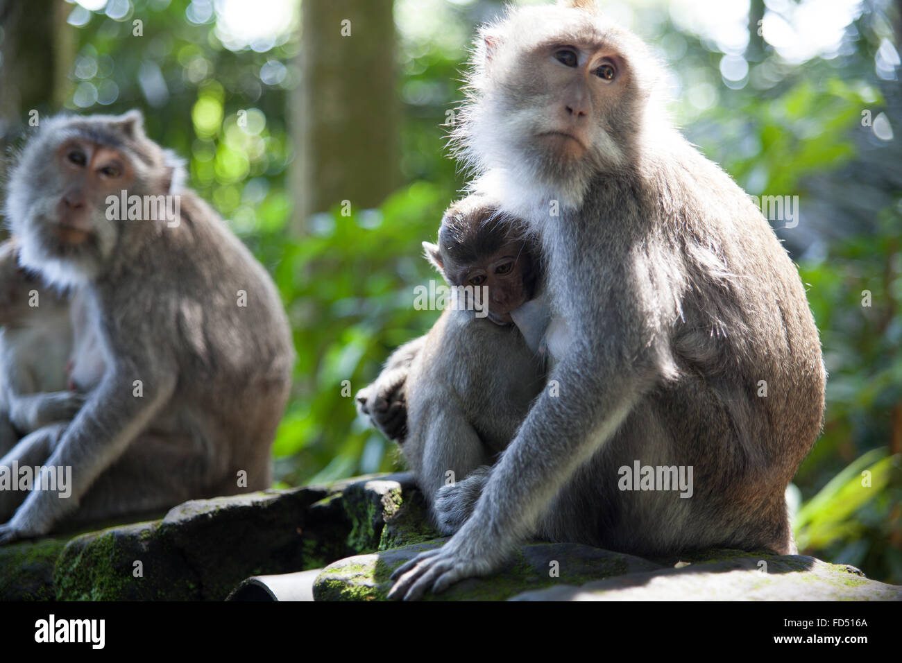 Mother And Baby Monkeys Stock Photo Alamy