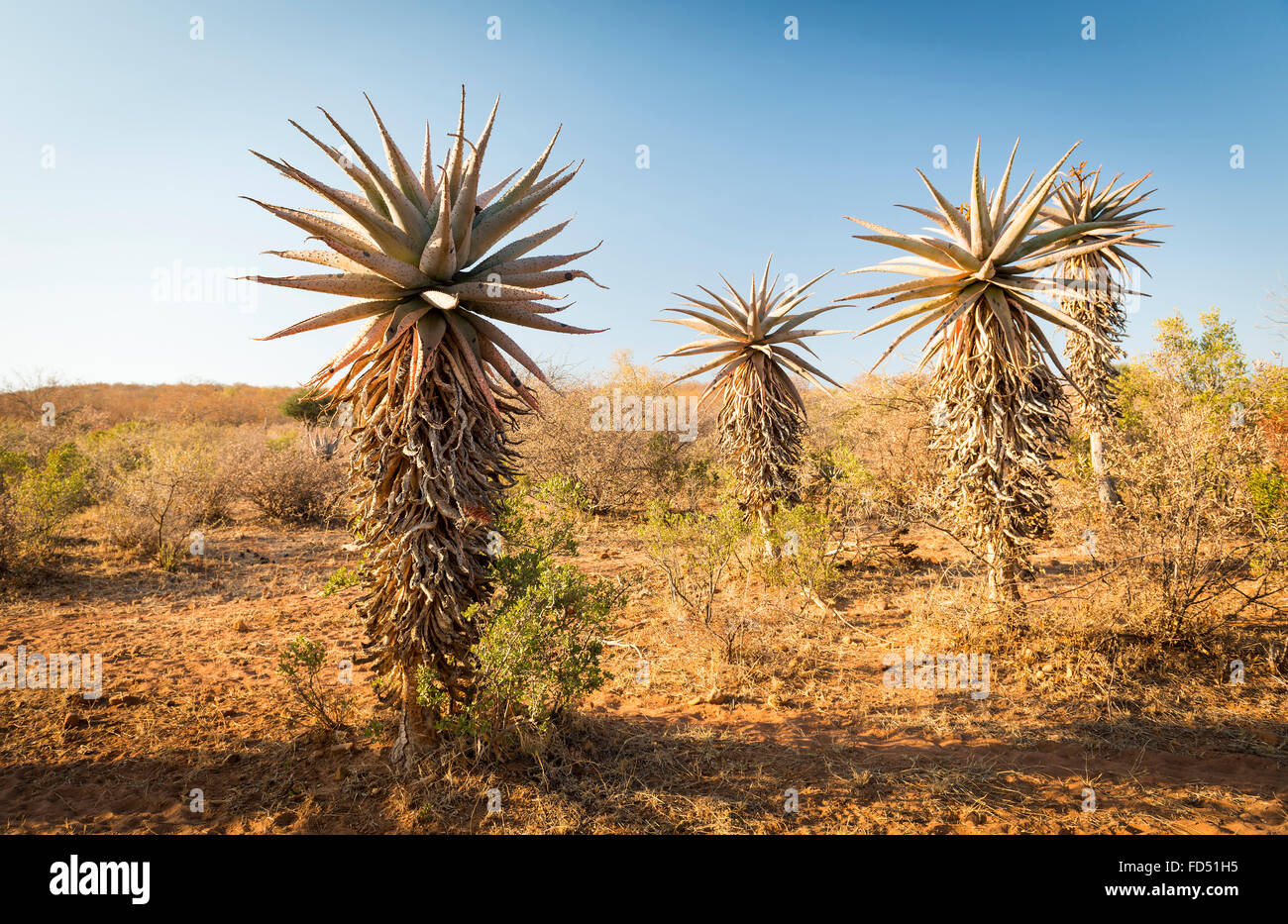 Wild growing aloe vera trees in a desert landscape in Botswana, Africa Stock Photo
