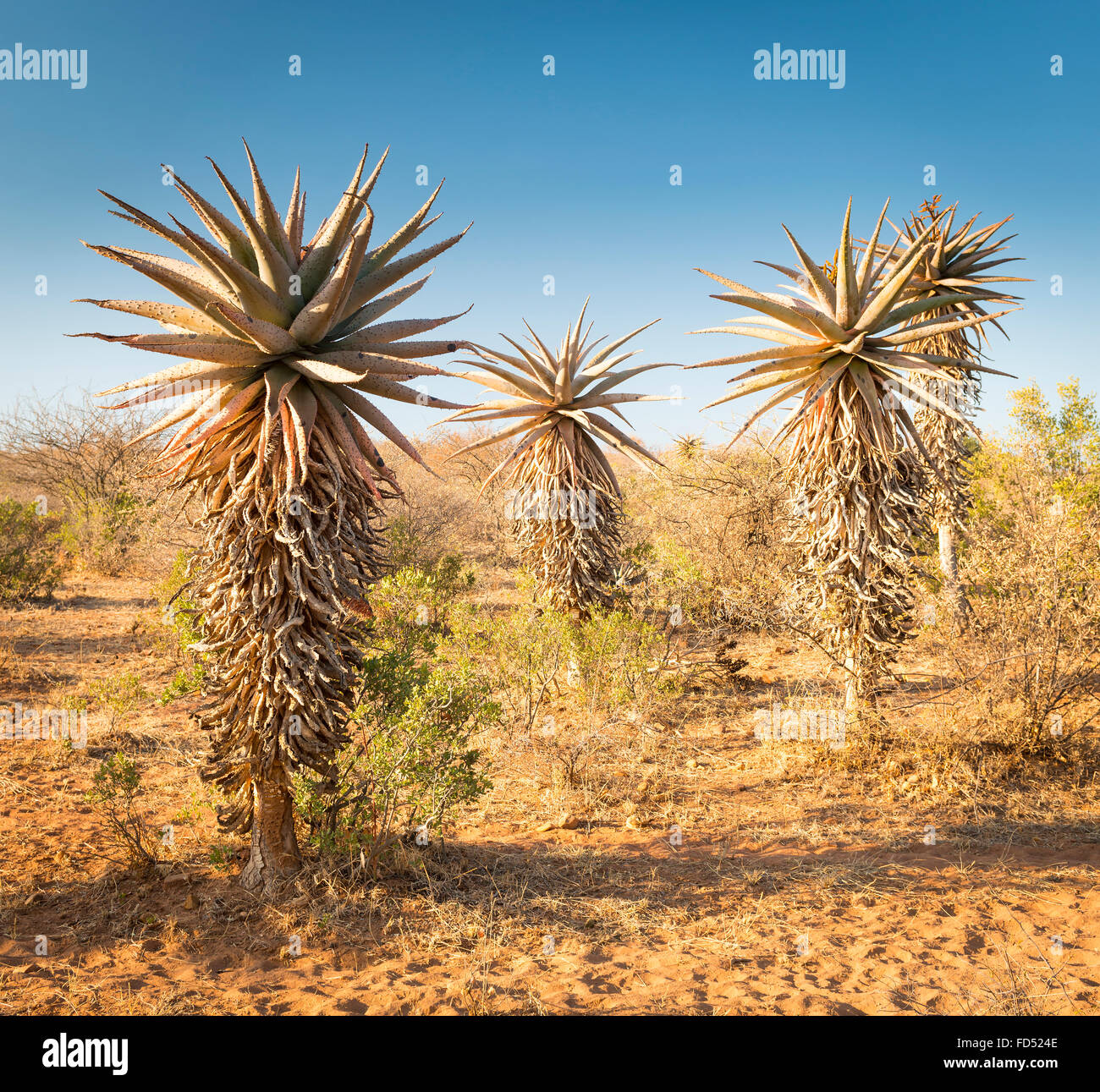 Wild growing aloe vera trees in a desert landscape in Botswana, Africa