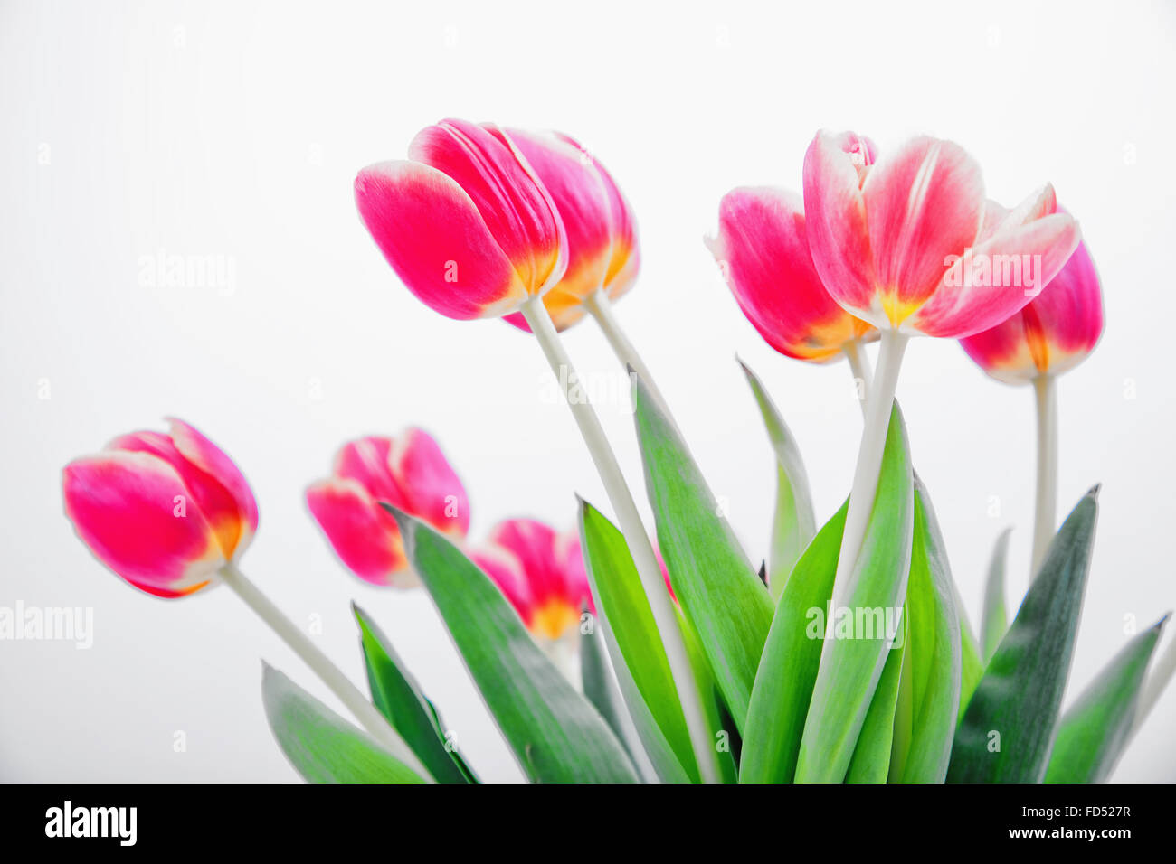 A bunch of pink tulips set against a white background Stock Photo - Alamy