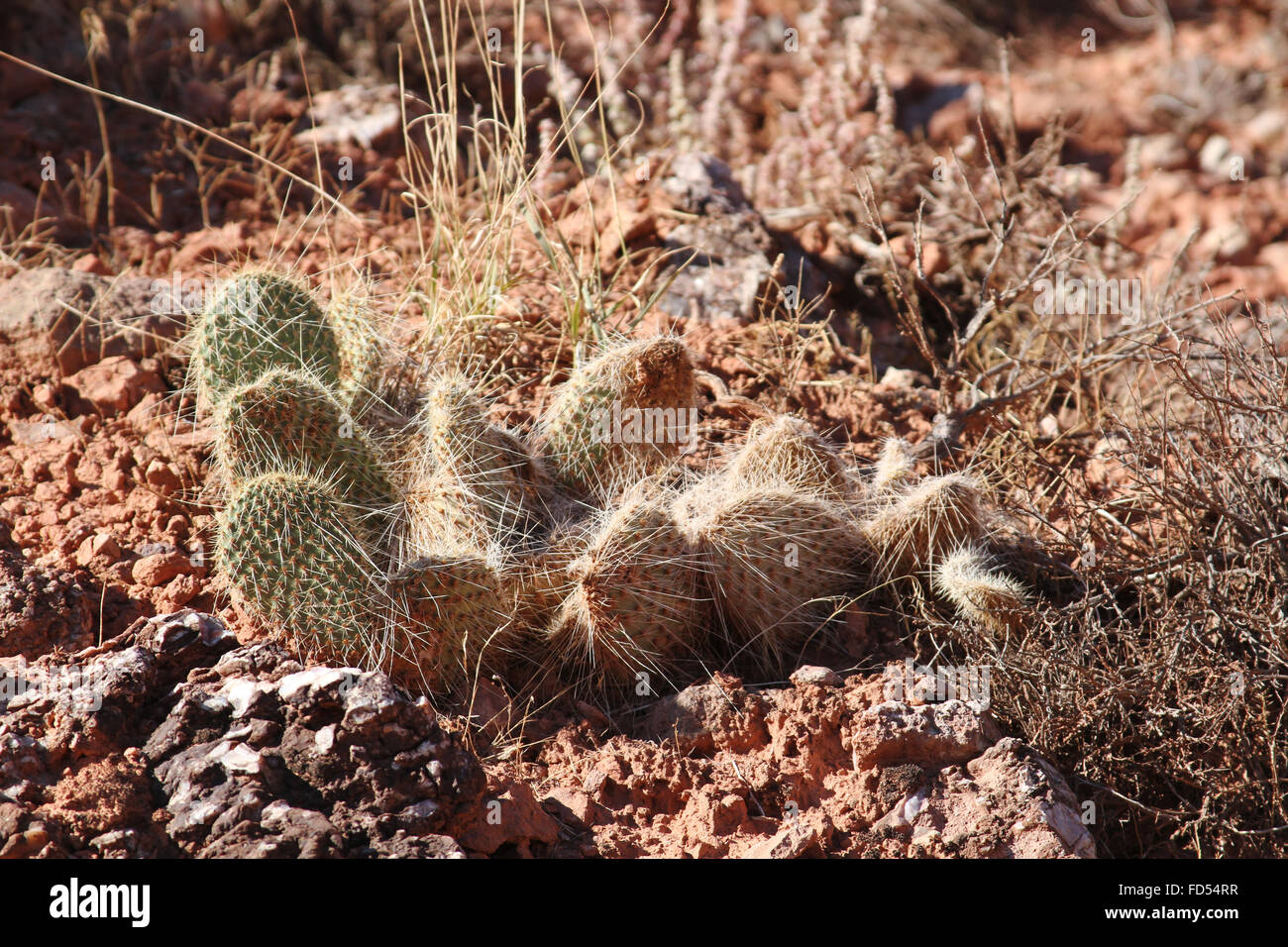 Utah park kaktus wildlife Stock Photo