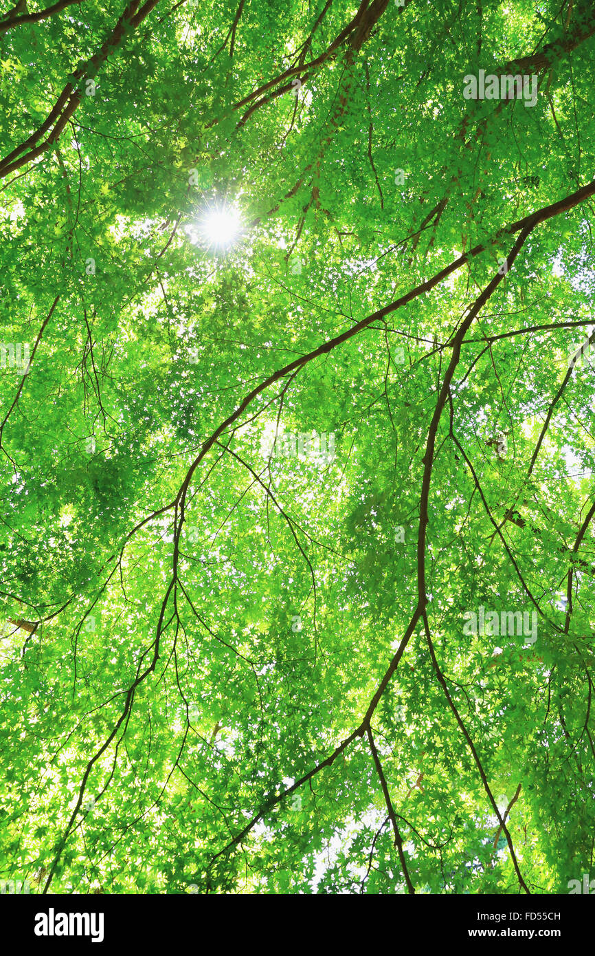 Green leaves Stock Photo