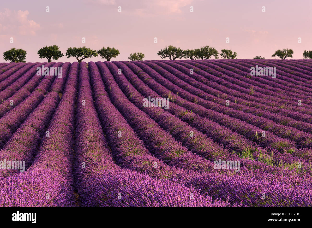 Lavender field with rows of blooming lavender flowers in soft pink