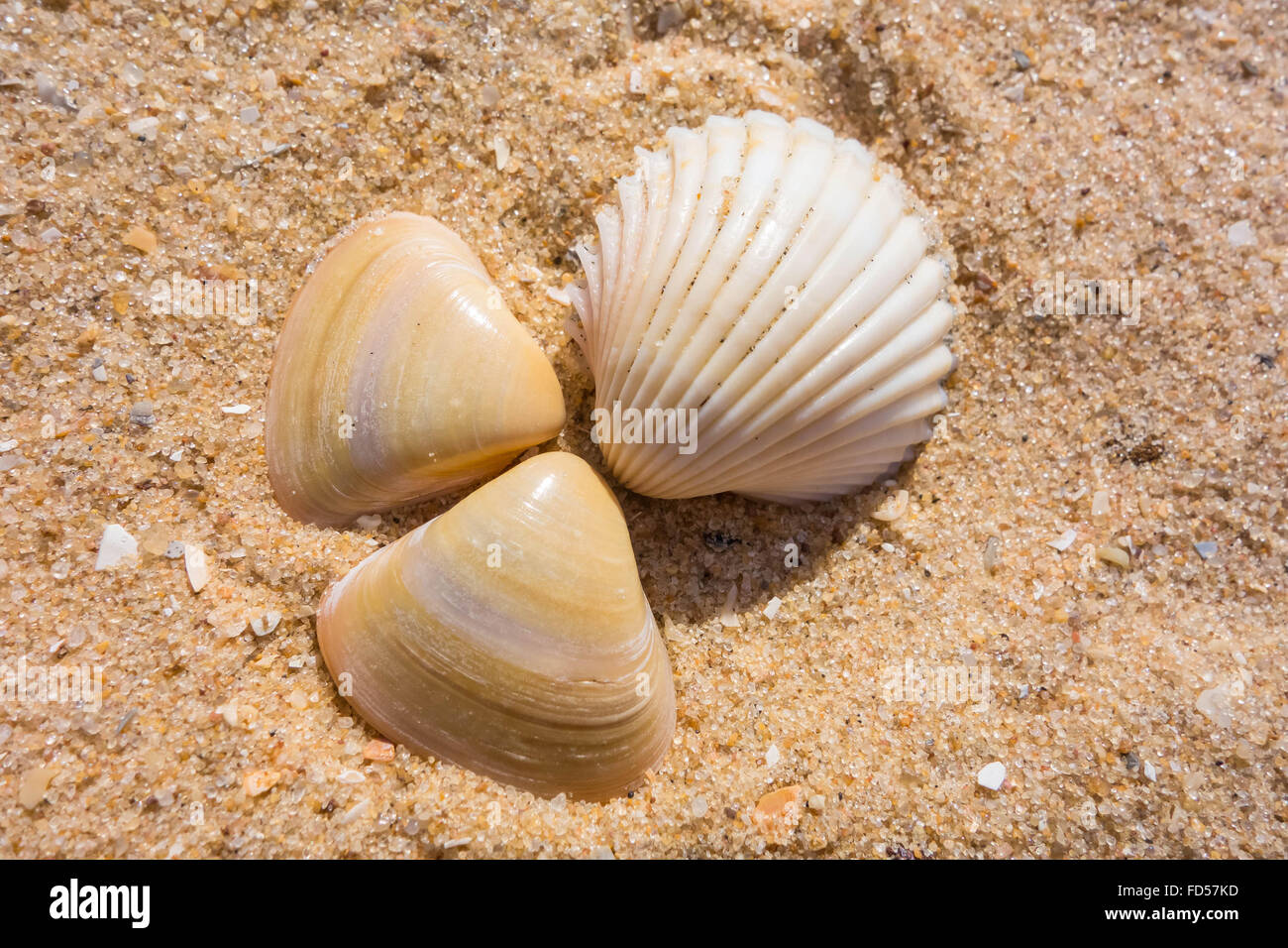 Sea shells on Kololi beach Gambia Stock Photo Alamy