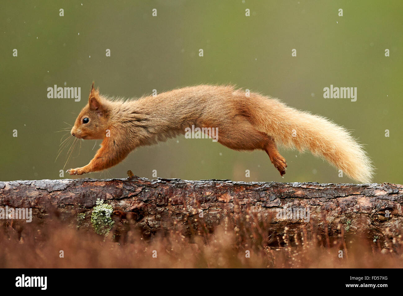 Red Squirrel  (Sciurus vulgaris) Cairngorms National Park, Scotland, United Kingdom Stock Photo